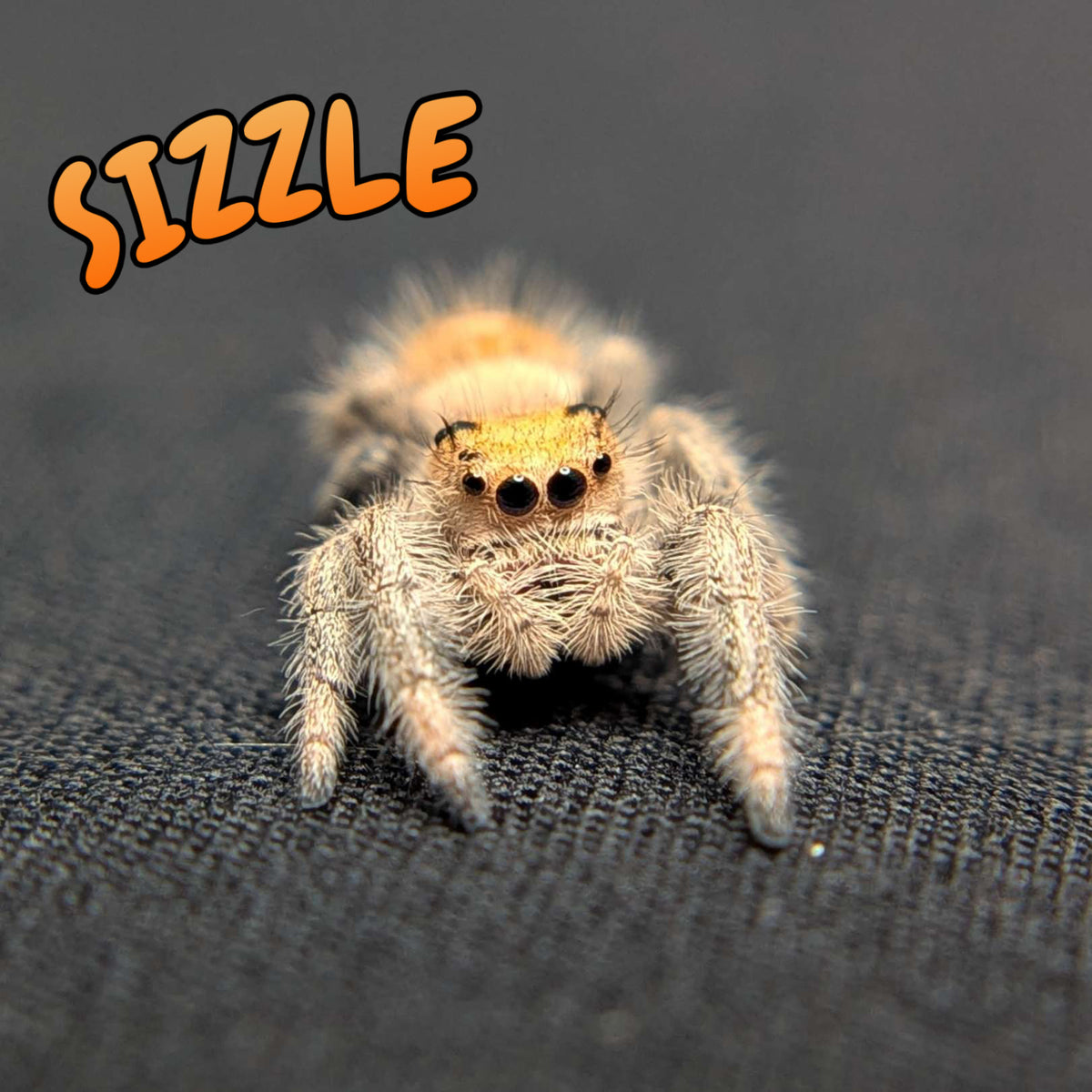 Regal Jumping Spider "Sizzle"