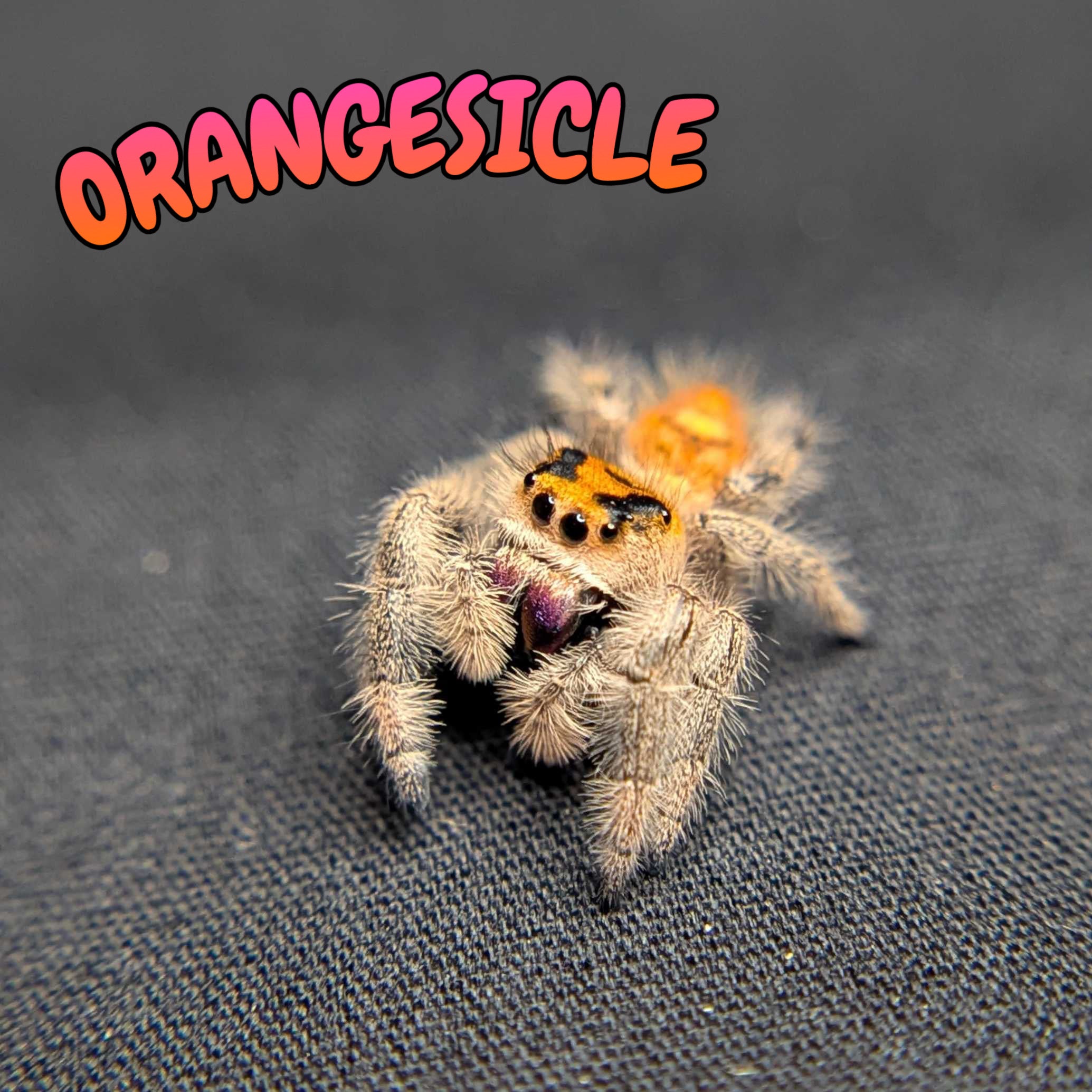 Regal Jumping Spider “Orangesicle”