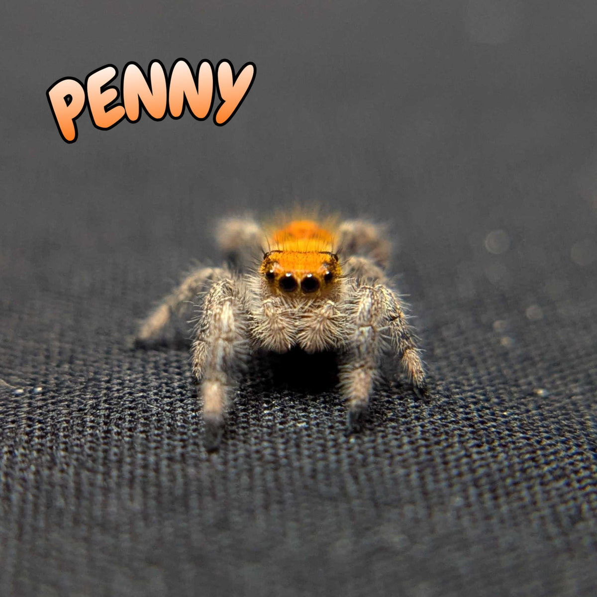 Regal Jumping Spider “Penny”