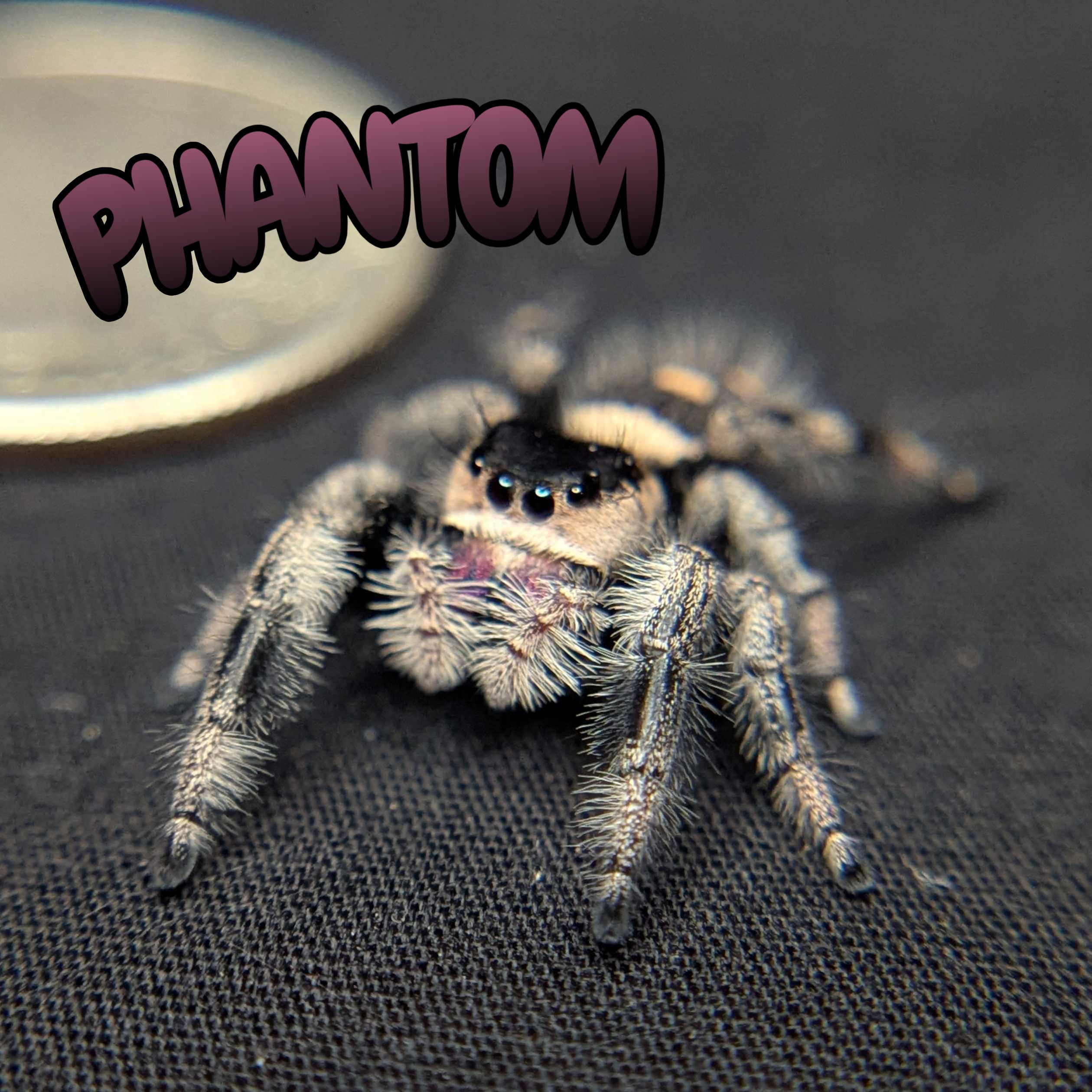 Regal Jumping Spider "Phantom"