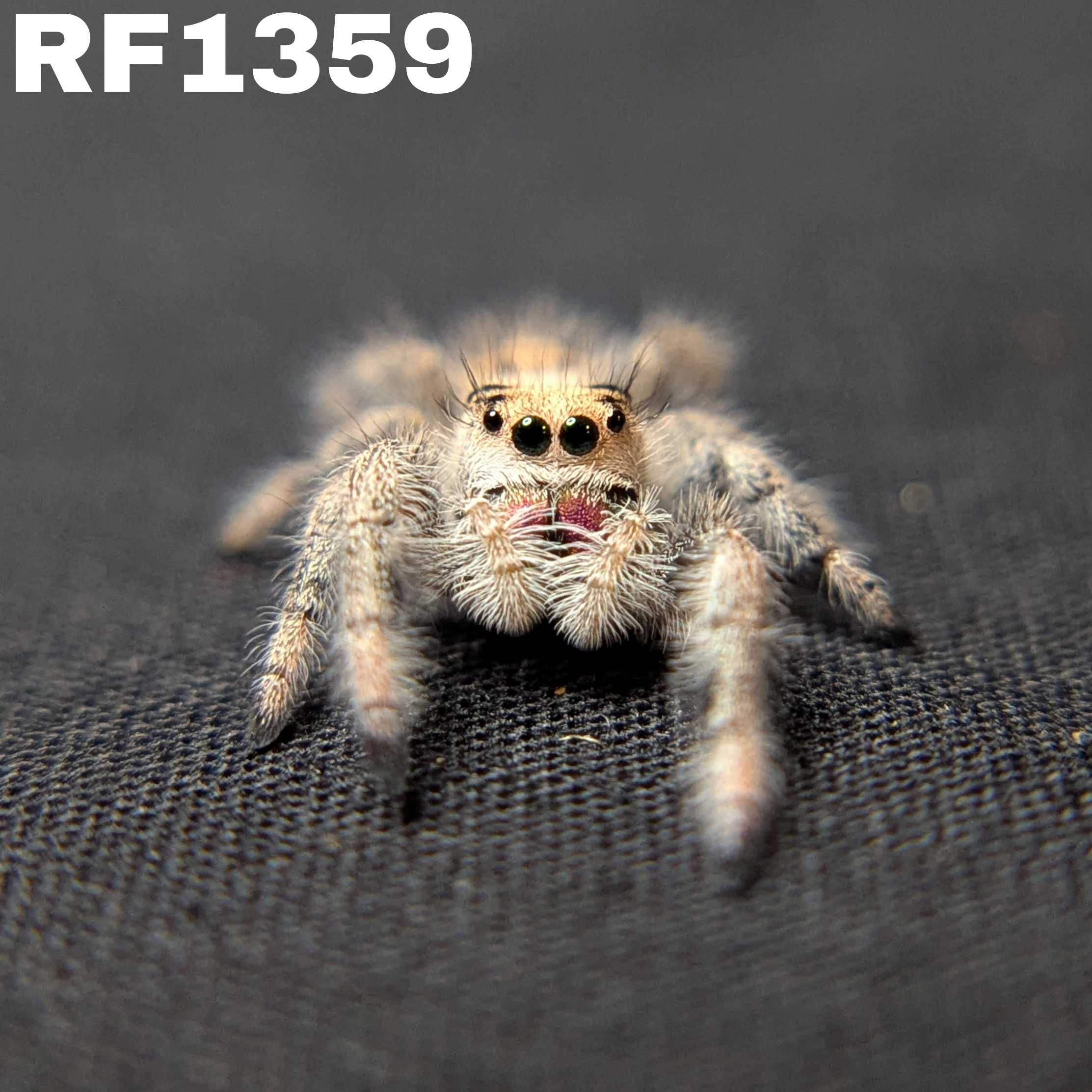 Regal Jumping Spider "Sugar"