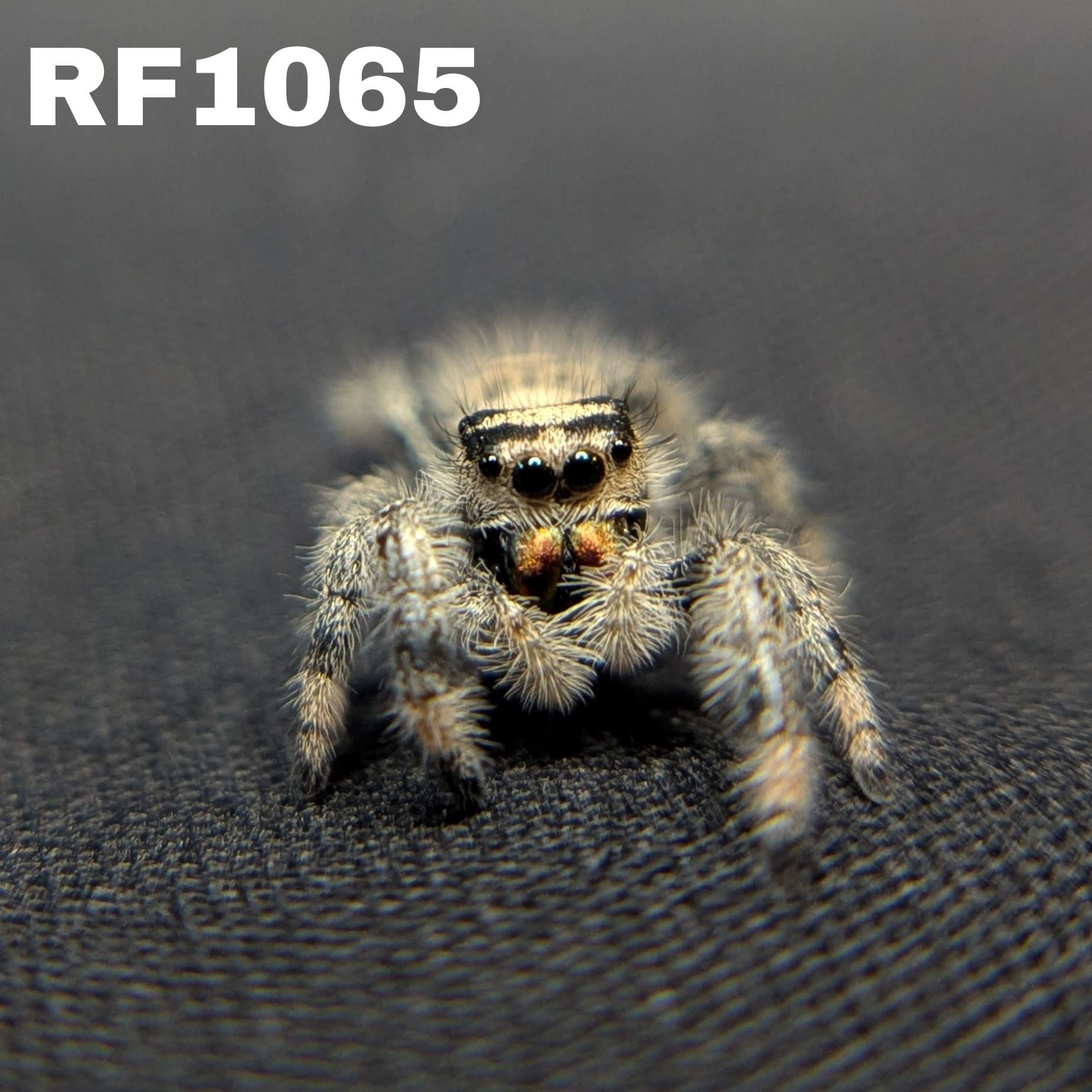 Regal Jumping Spider "Domino"