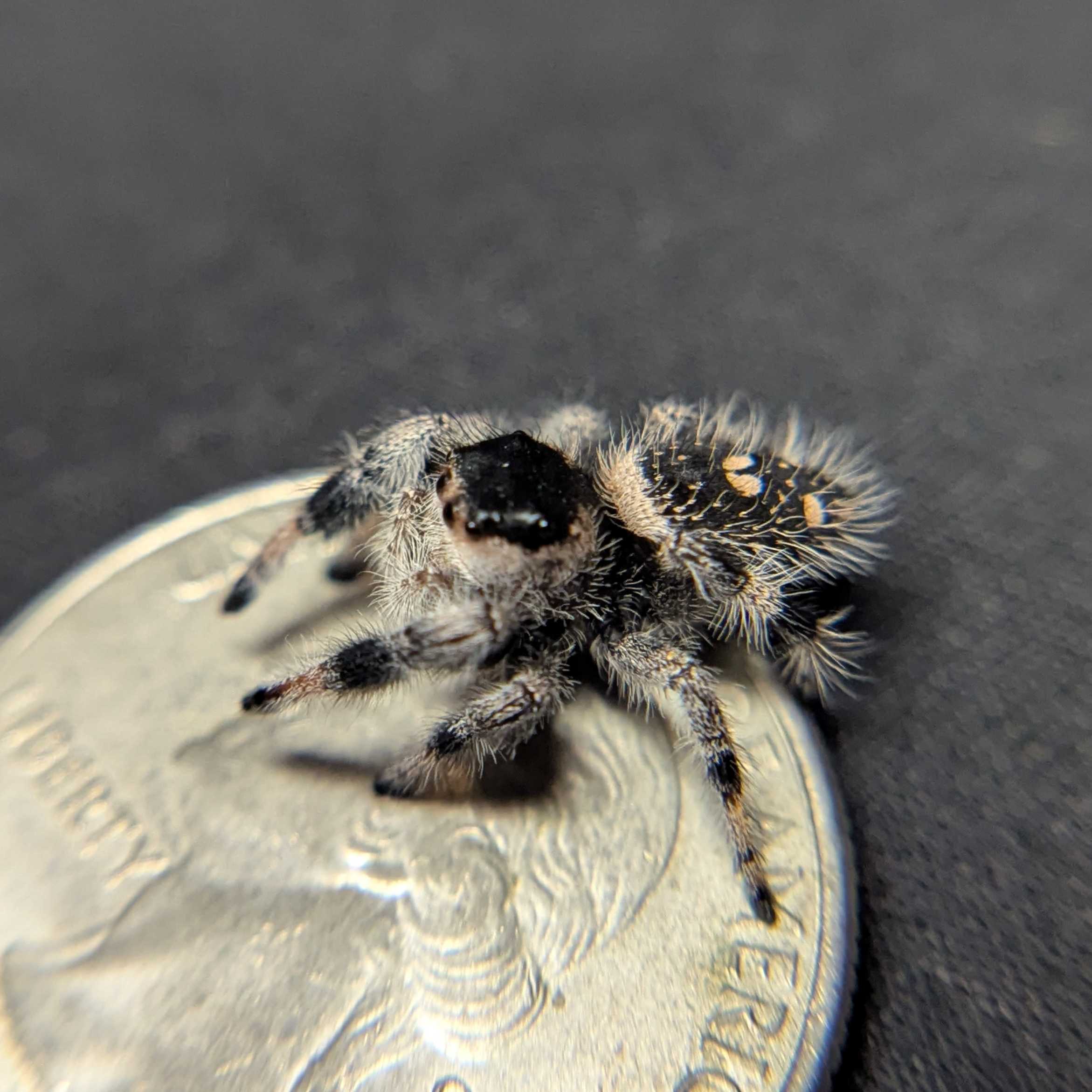 Regal Jumping Spider "Velvet"