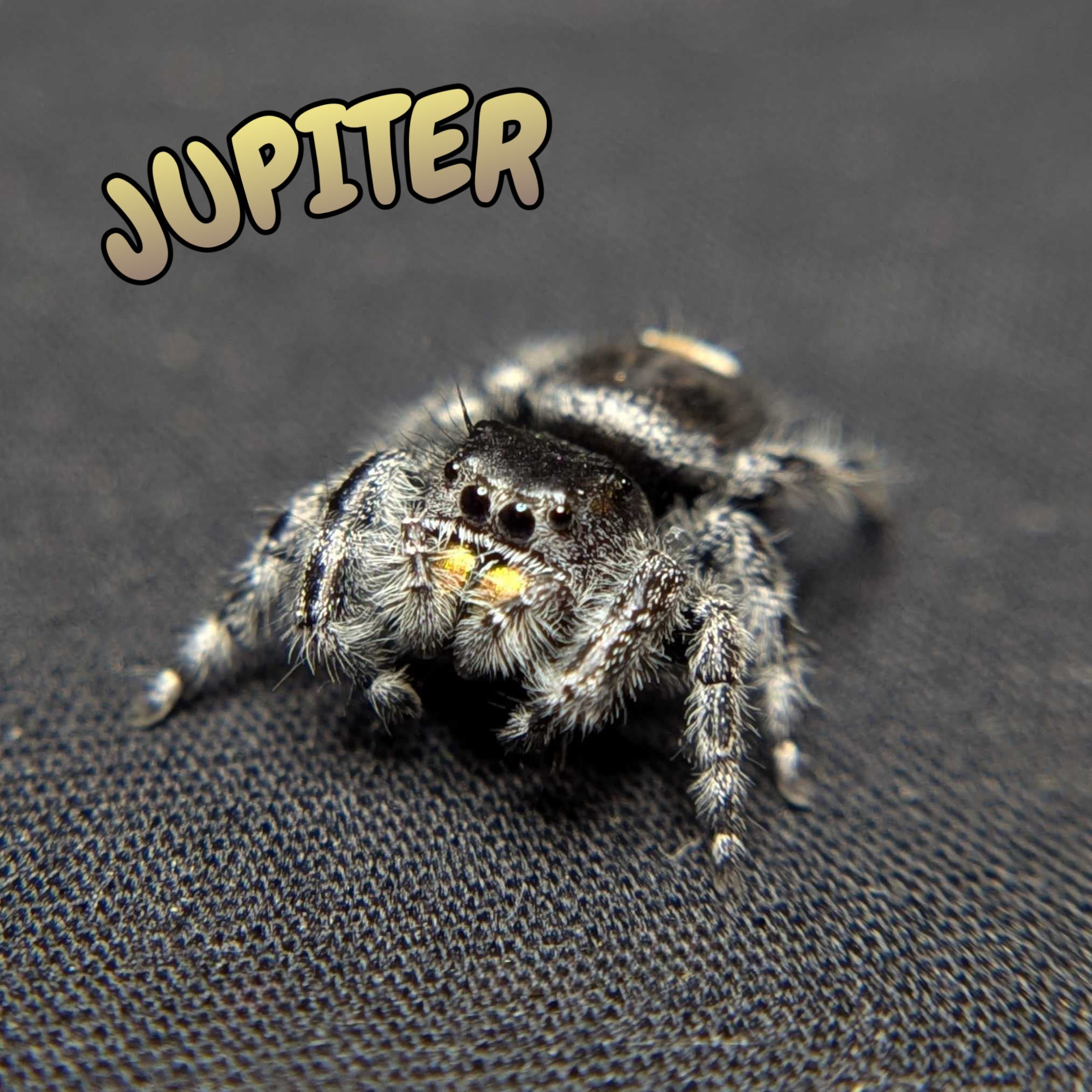 Regal Jumping Spider "Jupiter"
