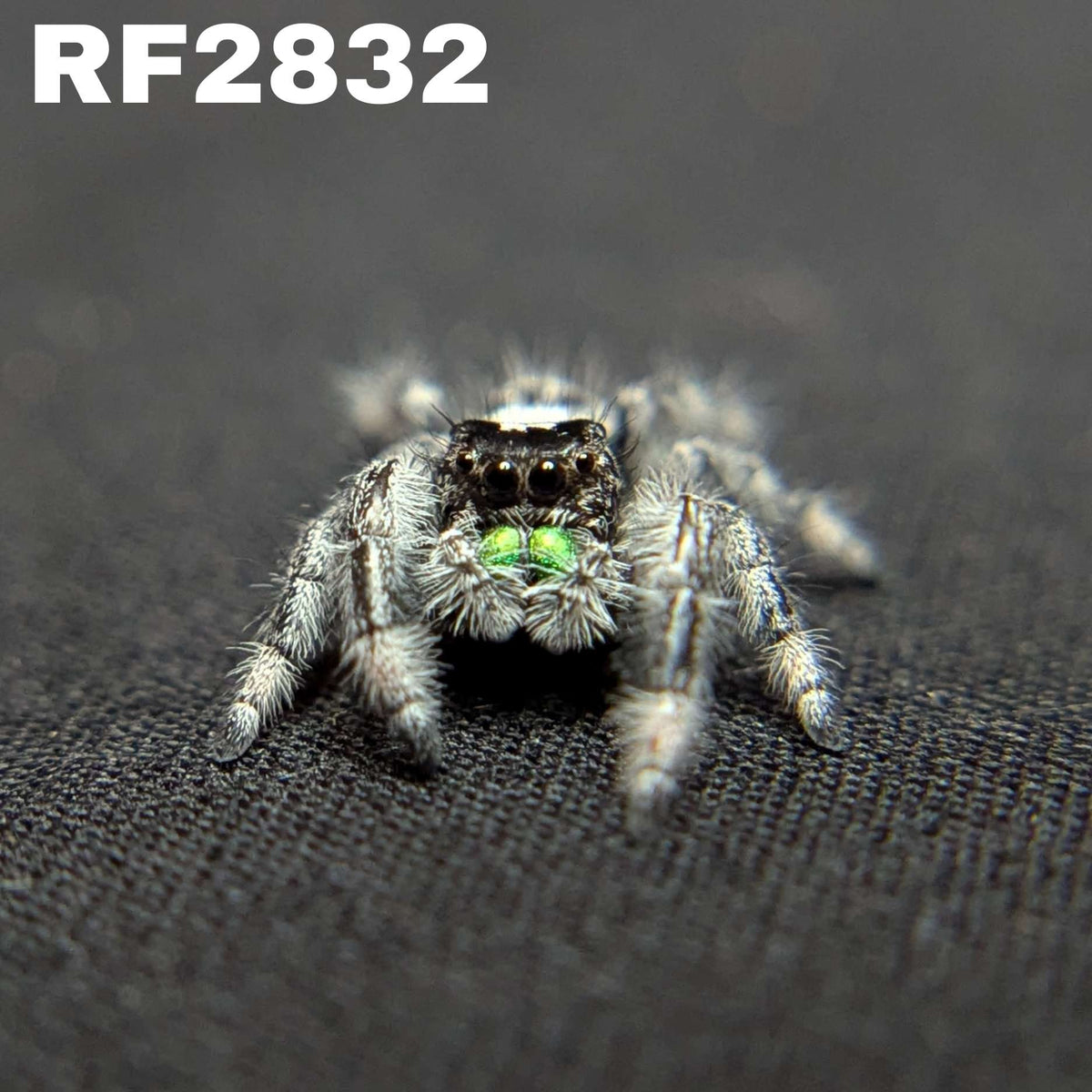Audax Jumping Spider "Oreo”