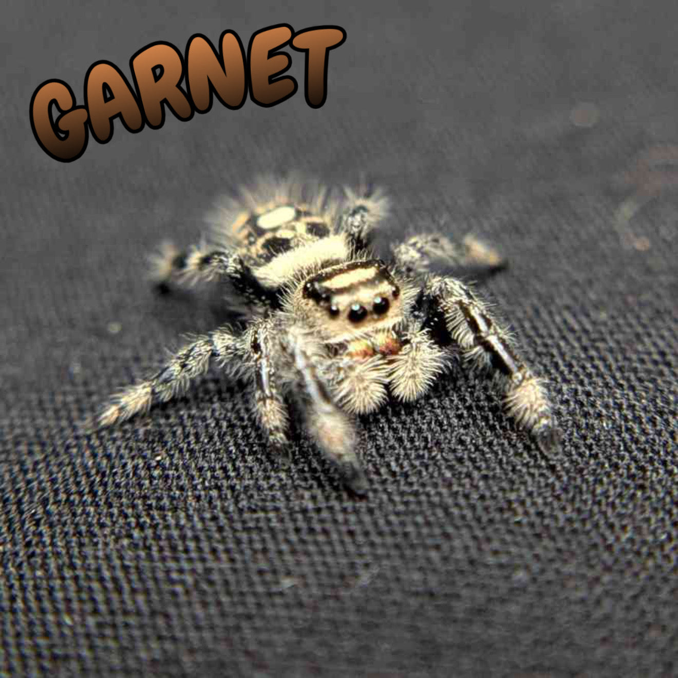 Regal Jumping Spider "Garnet"
