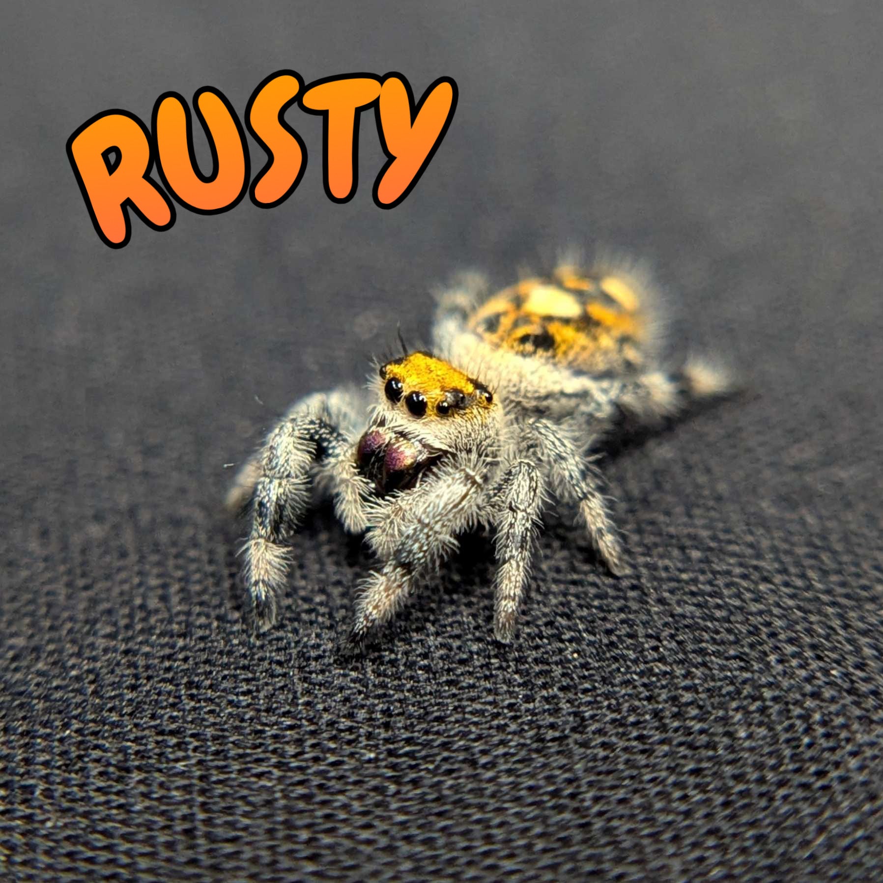 Regal Jumping Spider "Rusty"