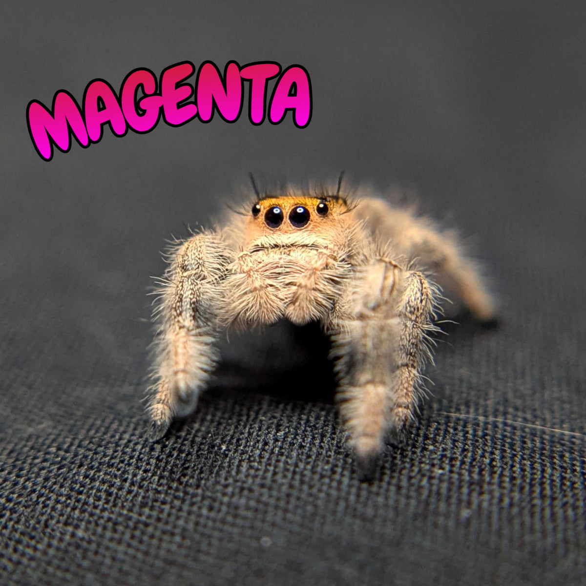 Regal Jumping Spider "Magenta"