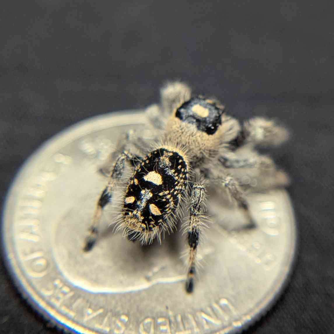 Regal Jumping Spider "Violet Blaze"