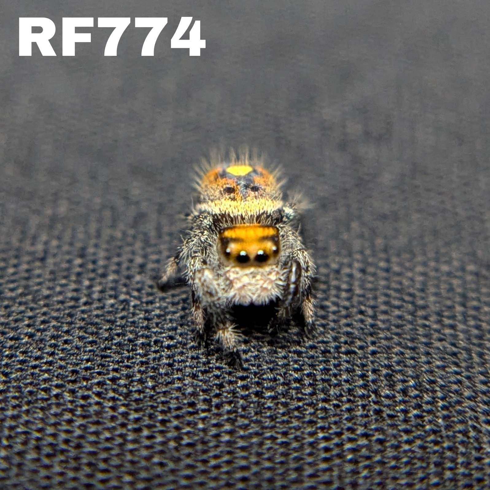 Regal Jumping Spider "Punkin"