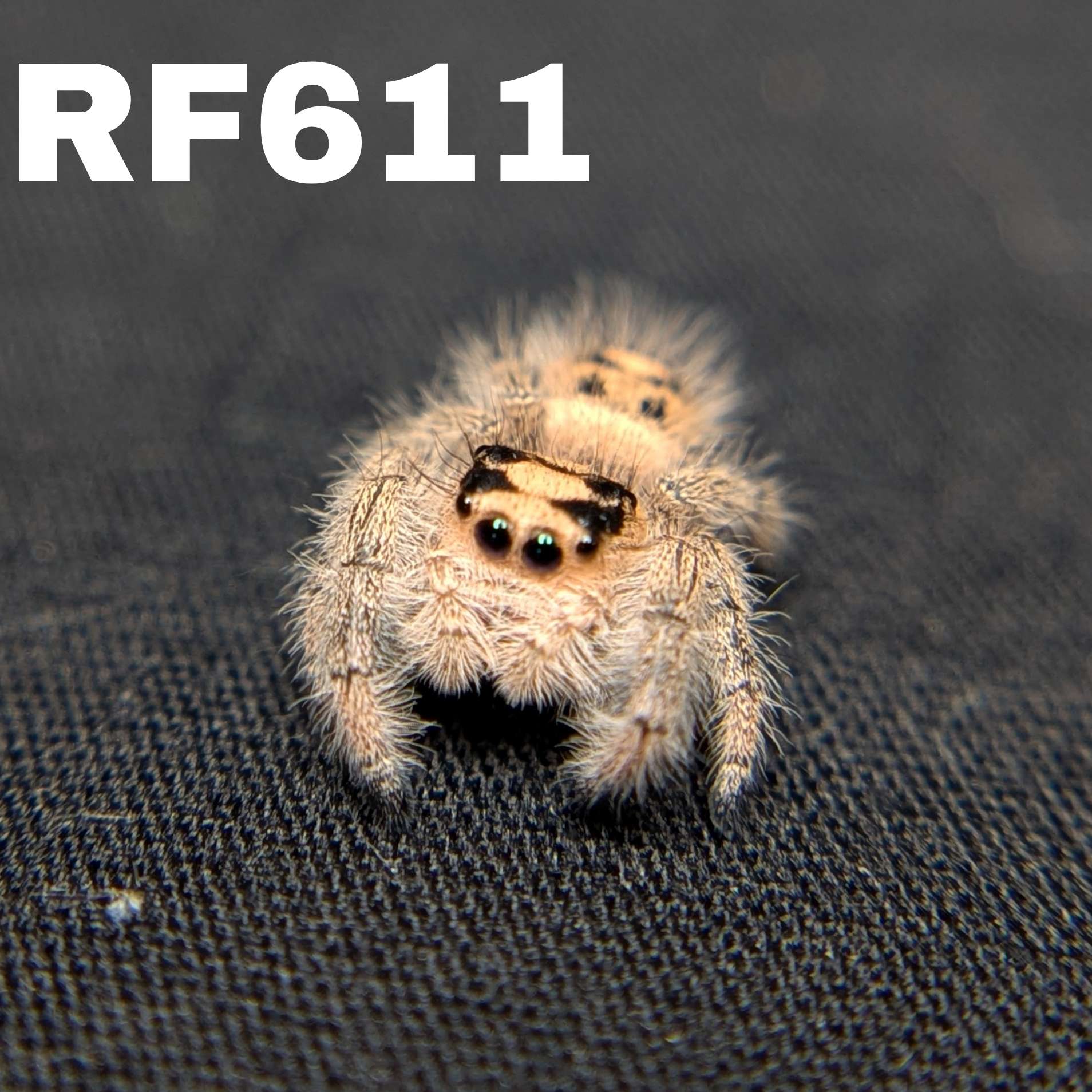 Regal Jumping Spider "Cupid"