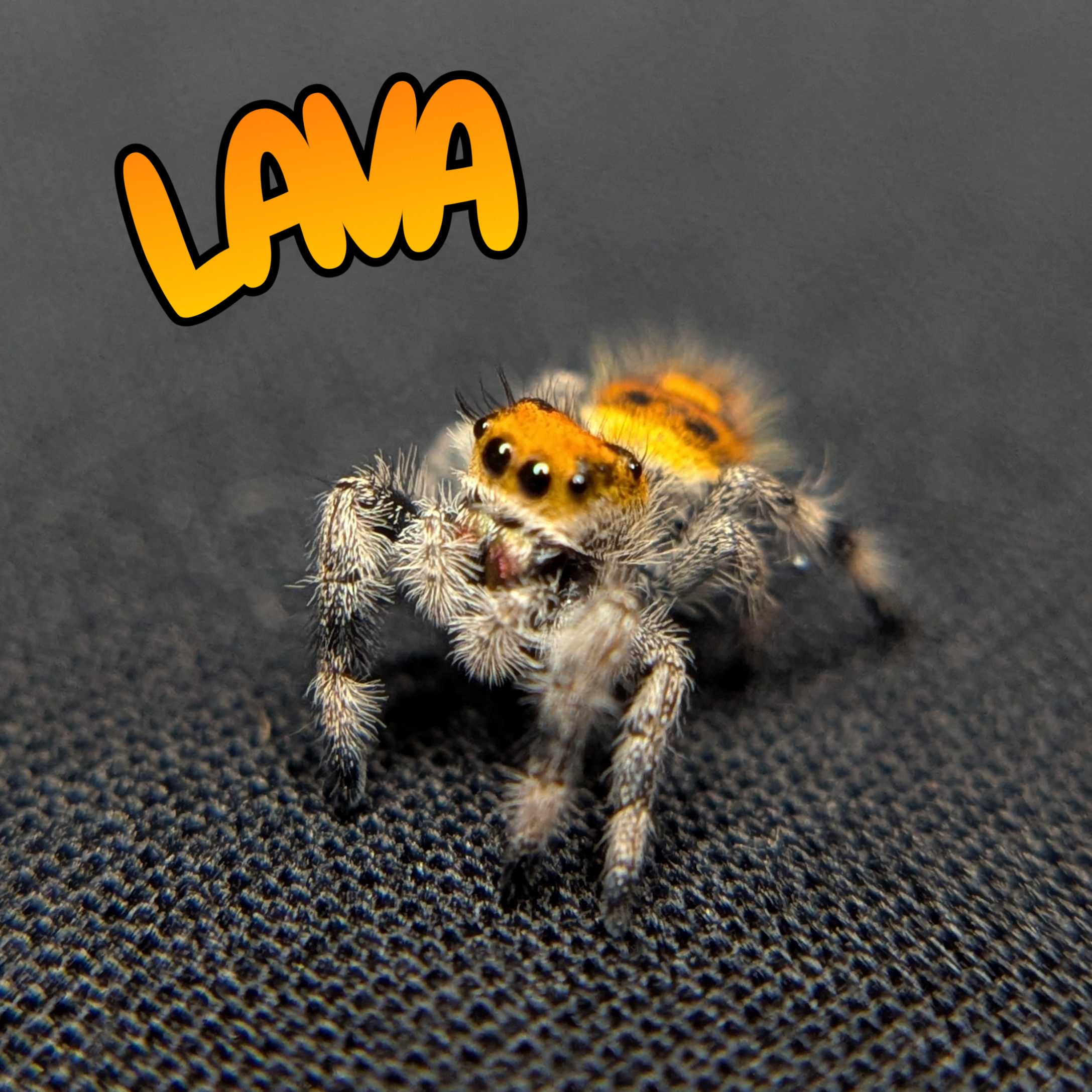 Regal Jumping Spider "Lava"