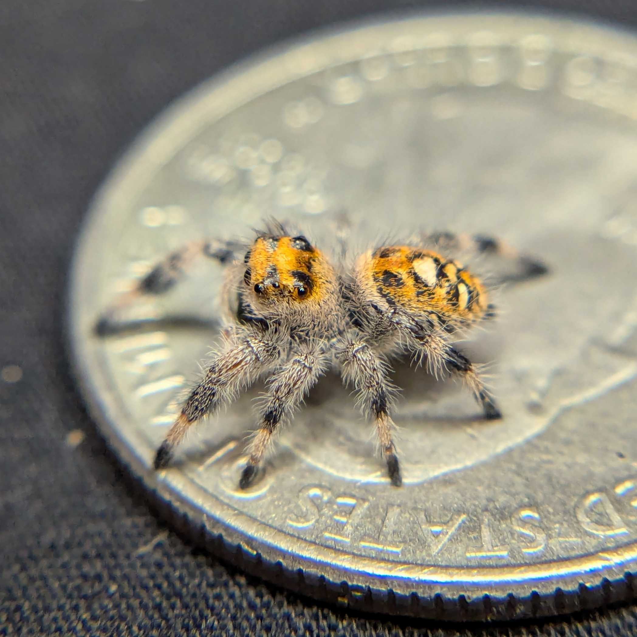 Regal Jumping Spider "Flare"
