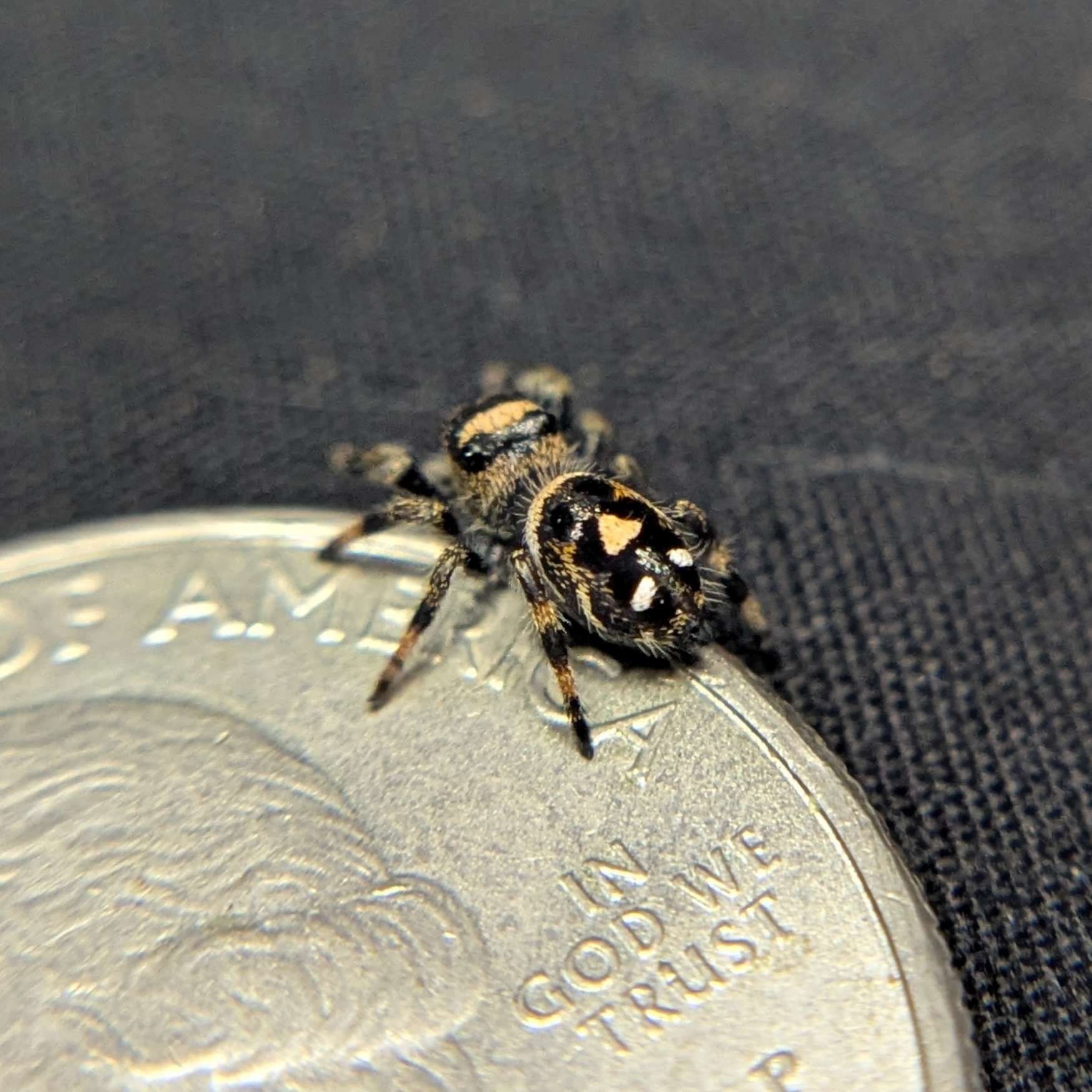 Regal Jumping Spider “Runtz”