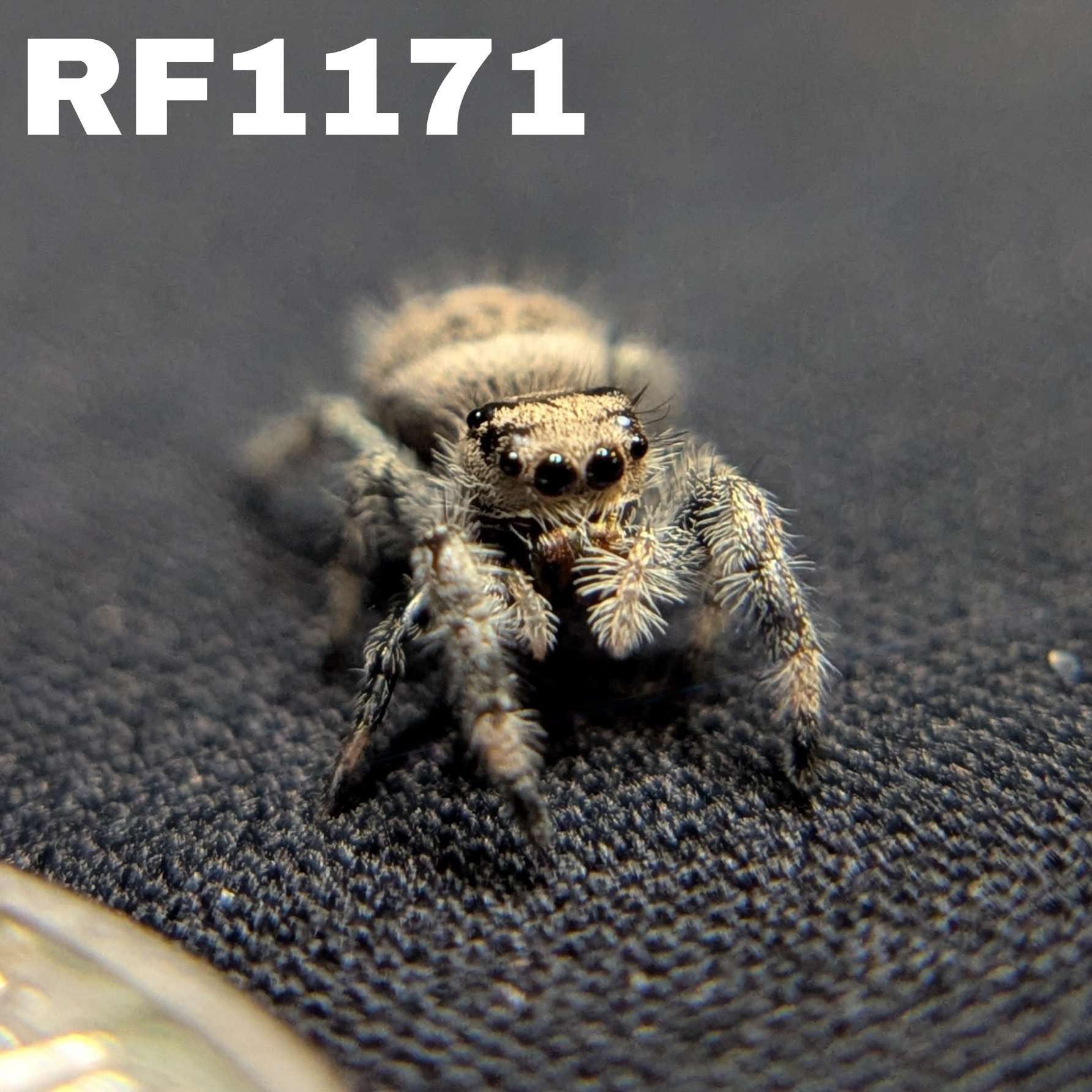 Regal Jumping Spider "Egg"