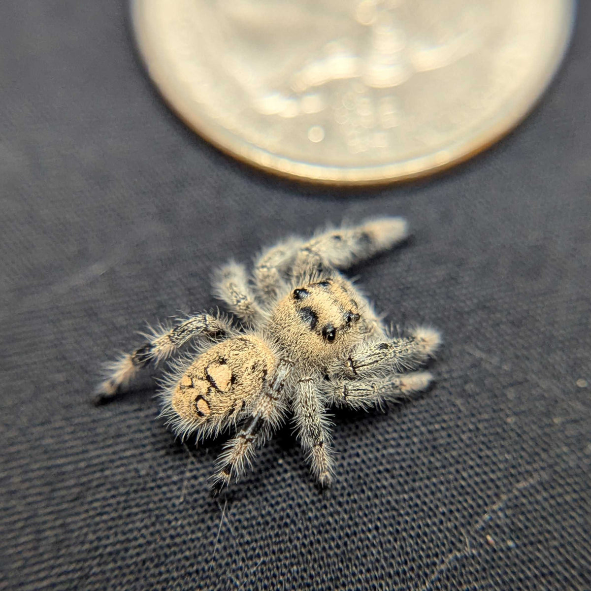 Regal Jumping Spider "Sunday"