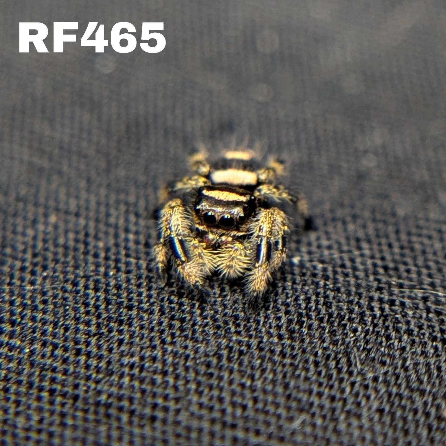 Regal Jumping Spider "Espresso"