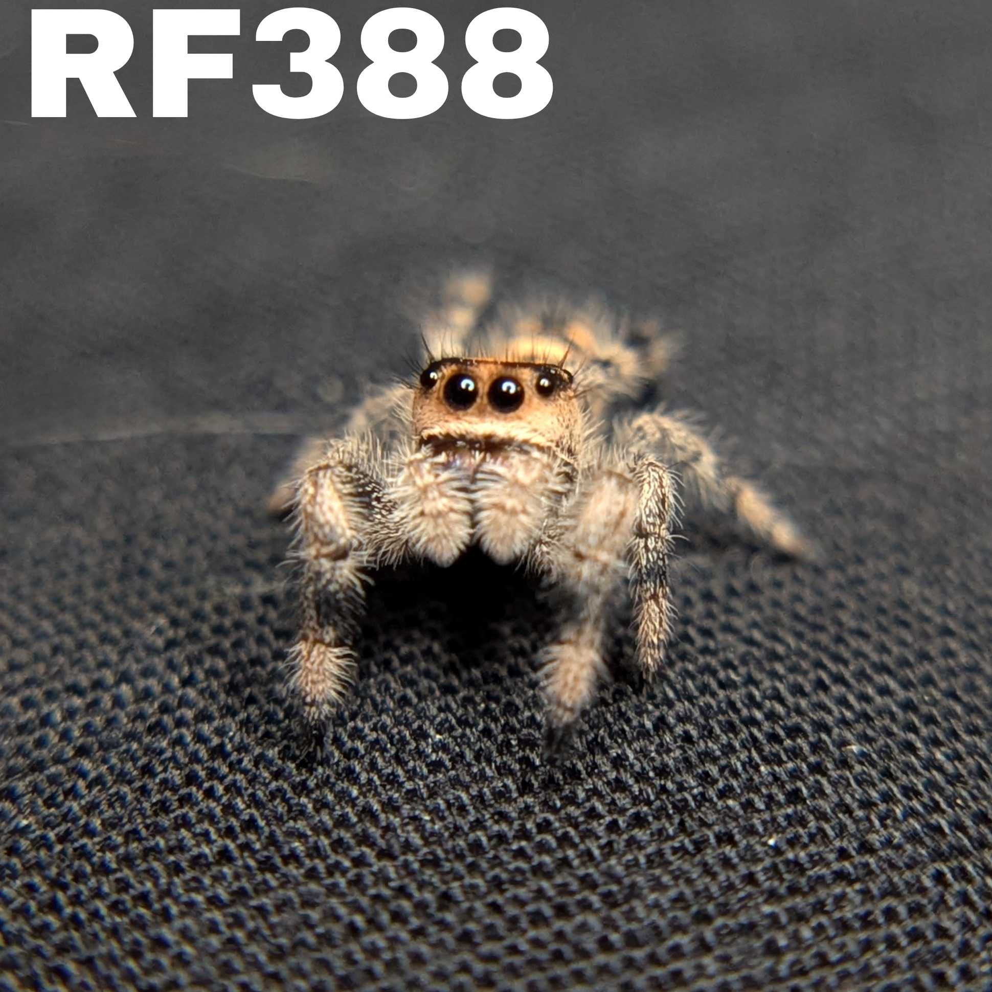 Regal Jumping Spider "Pinto"