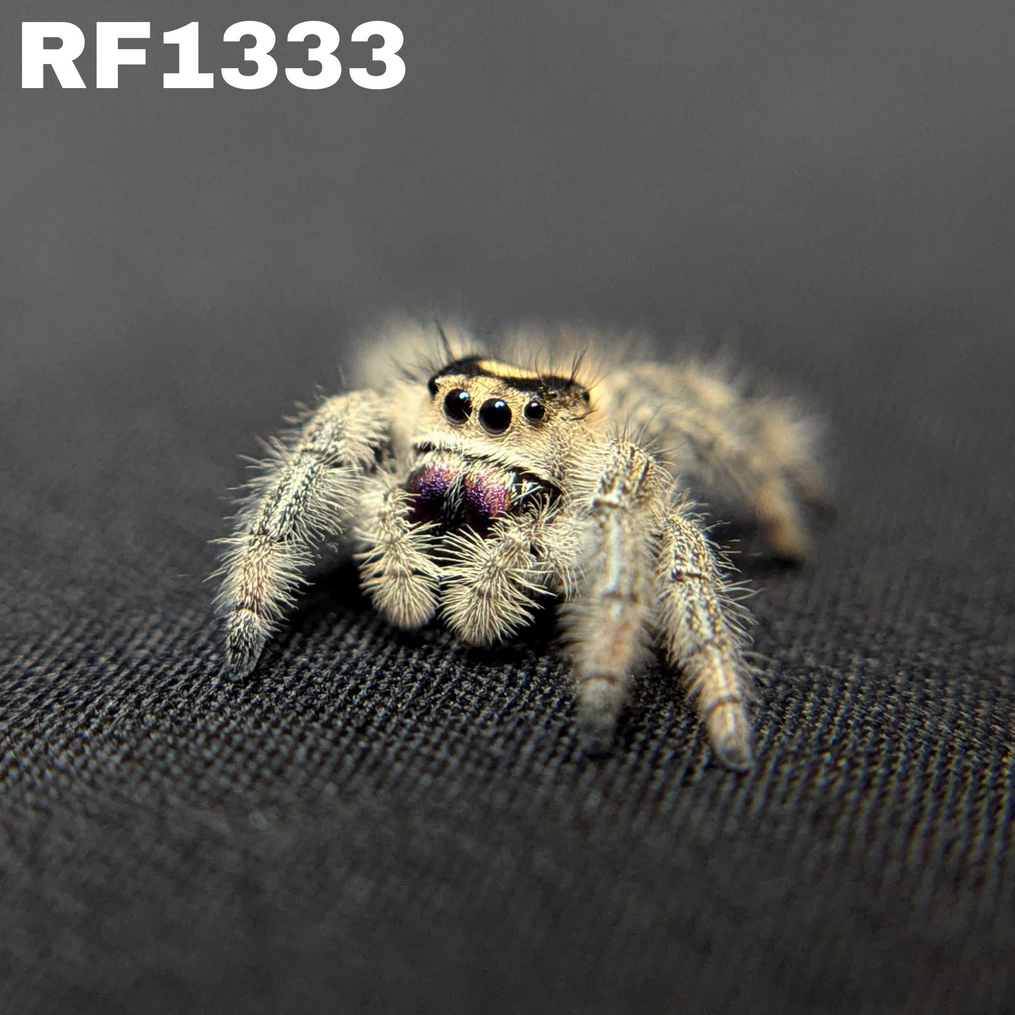 Regal Jumping Spider "Fantasy"