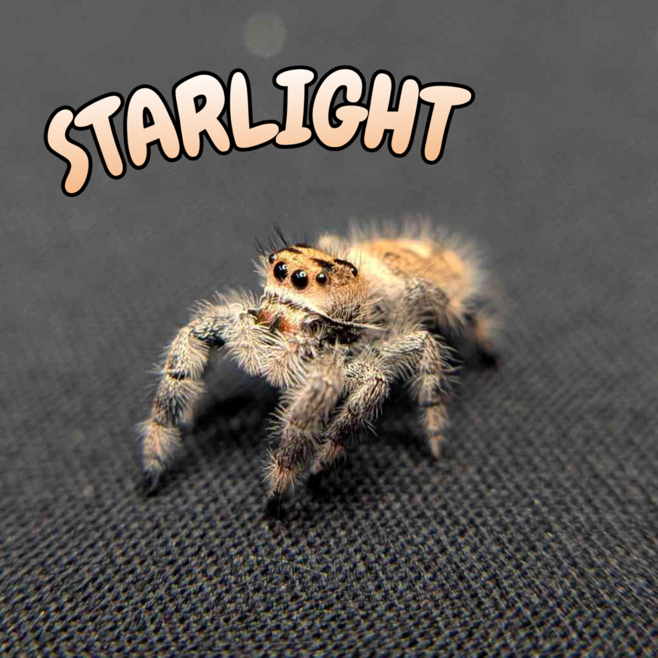 Regal Jumping Spider "Starlight"