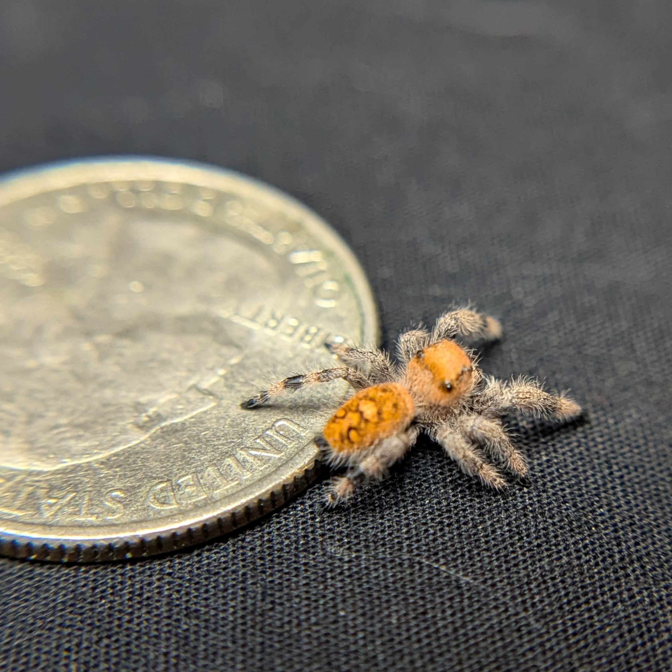 Regal Jumping Spider "Royal"