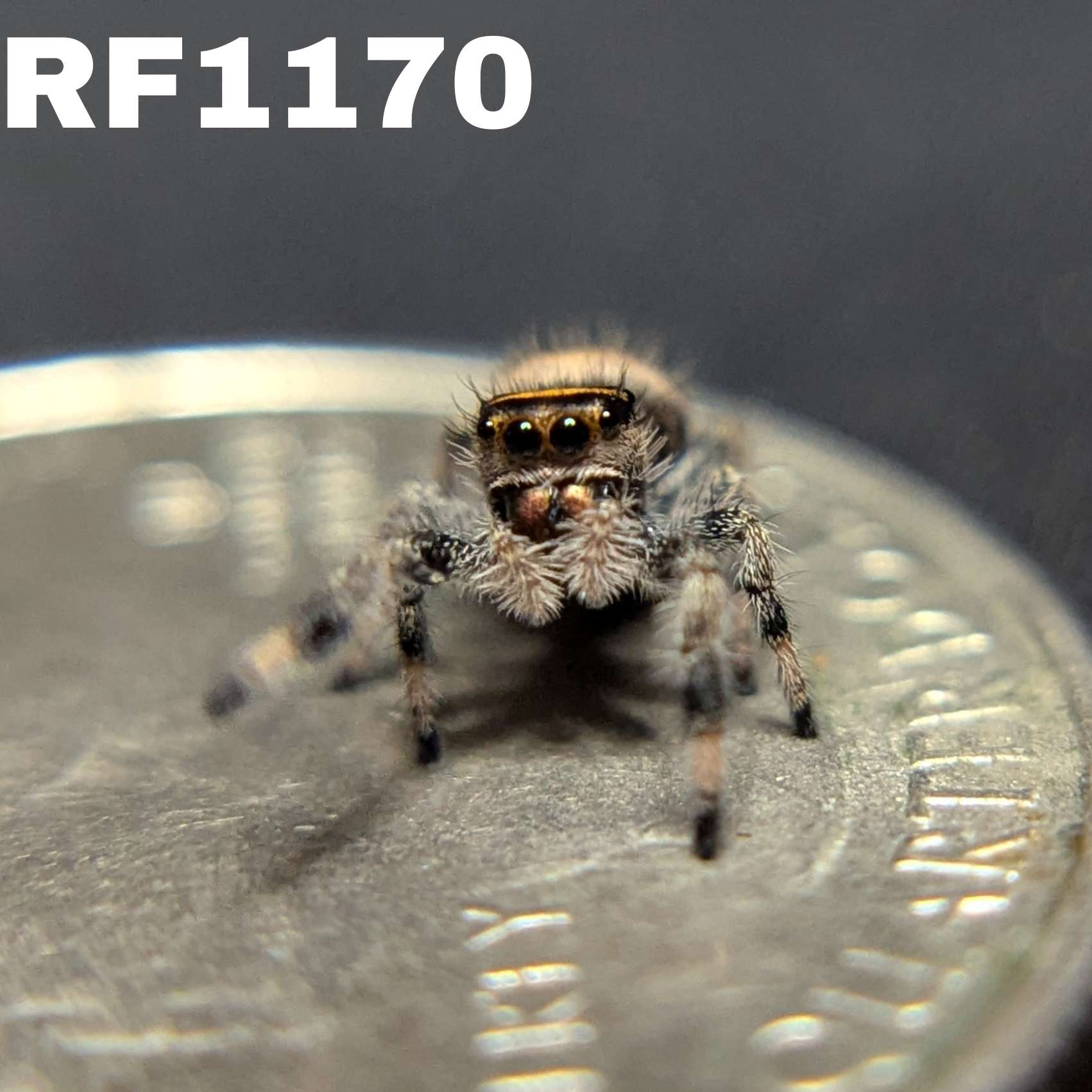 Regal Jumping Spider “Candied Yams”
