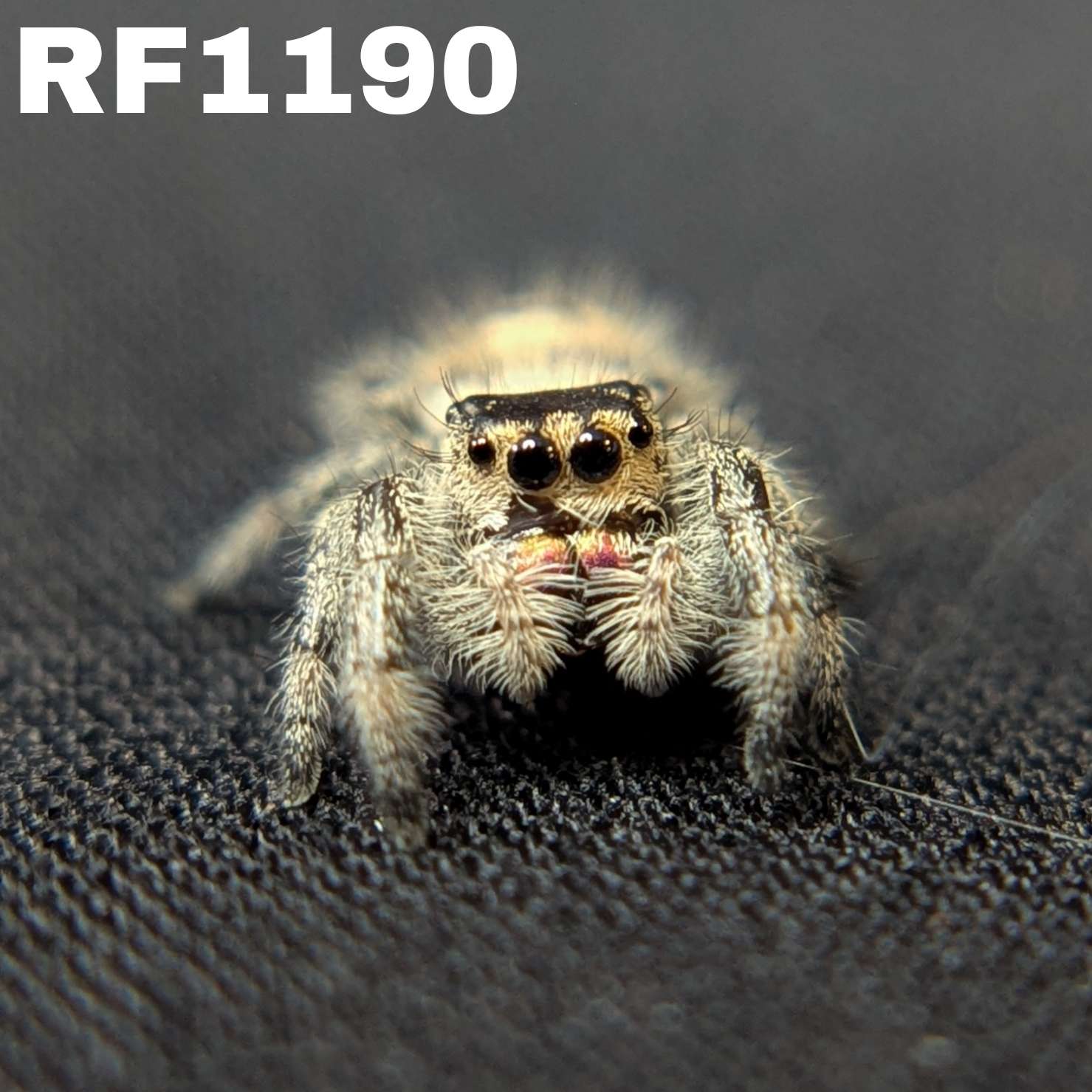 Regal Jumping Spider “Penny”