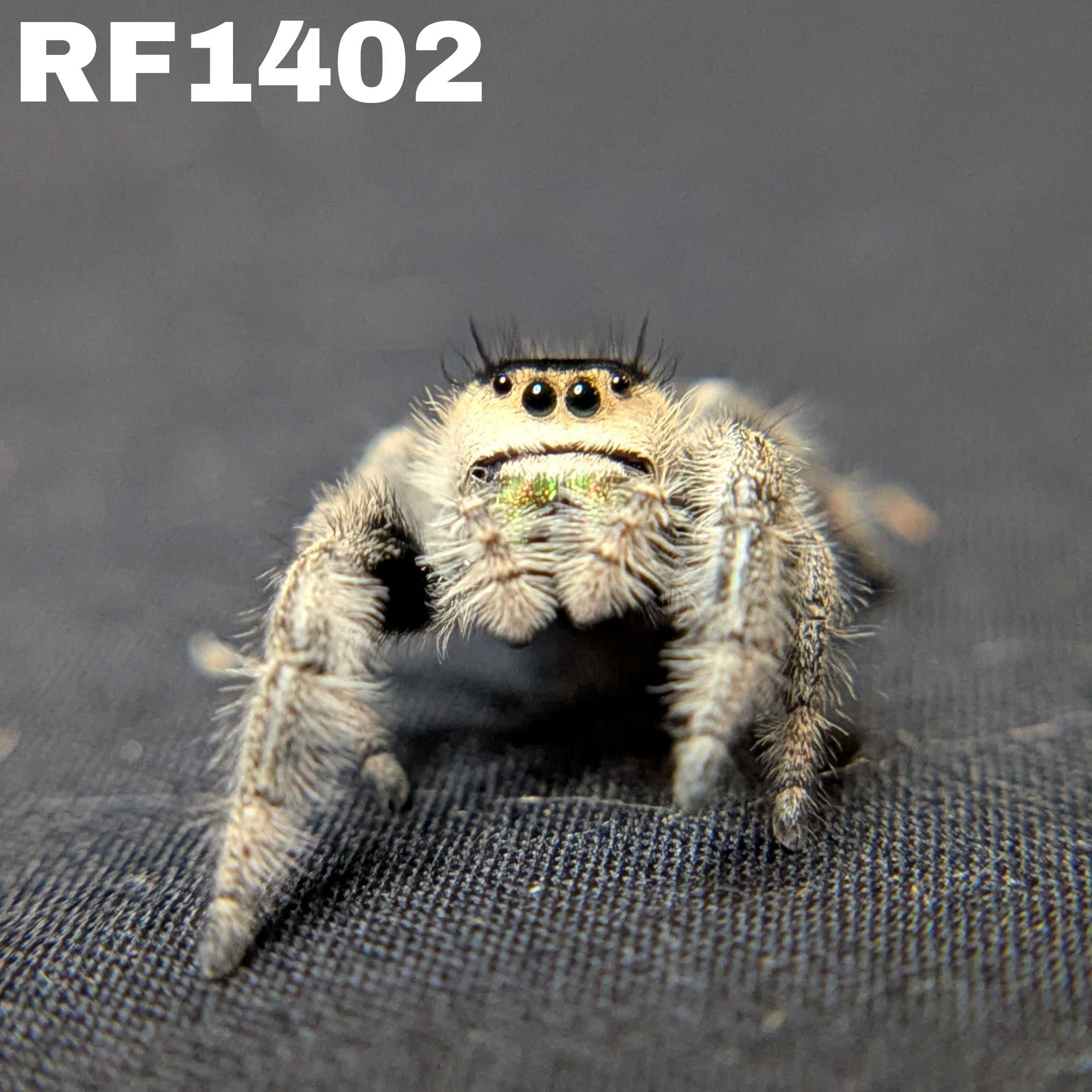 Regal Jumping Spider "Gingersnap"