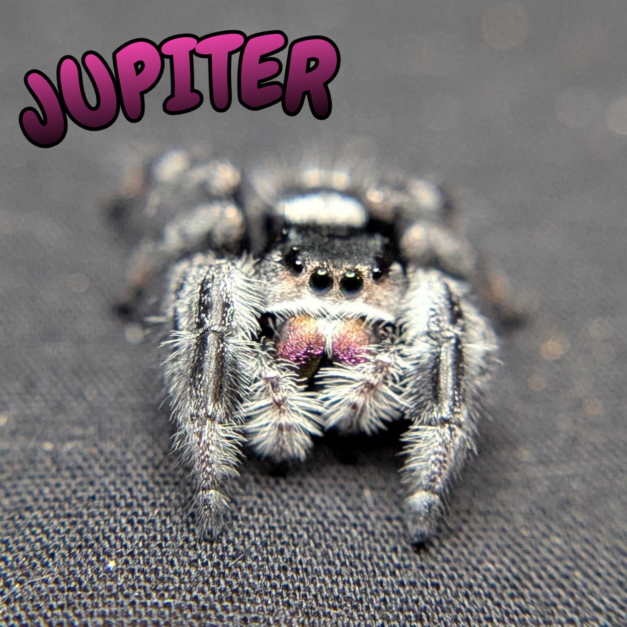 Regal Jumping Spider "Jupiter"