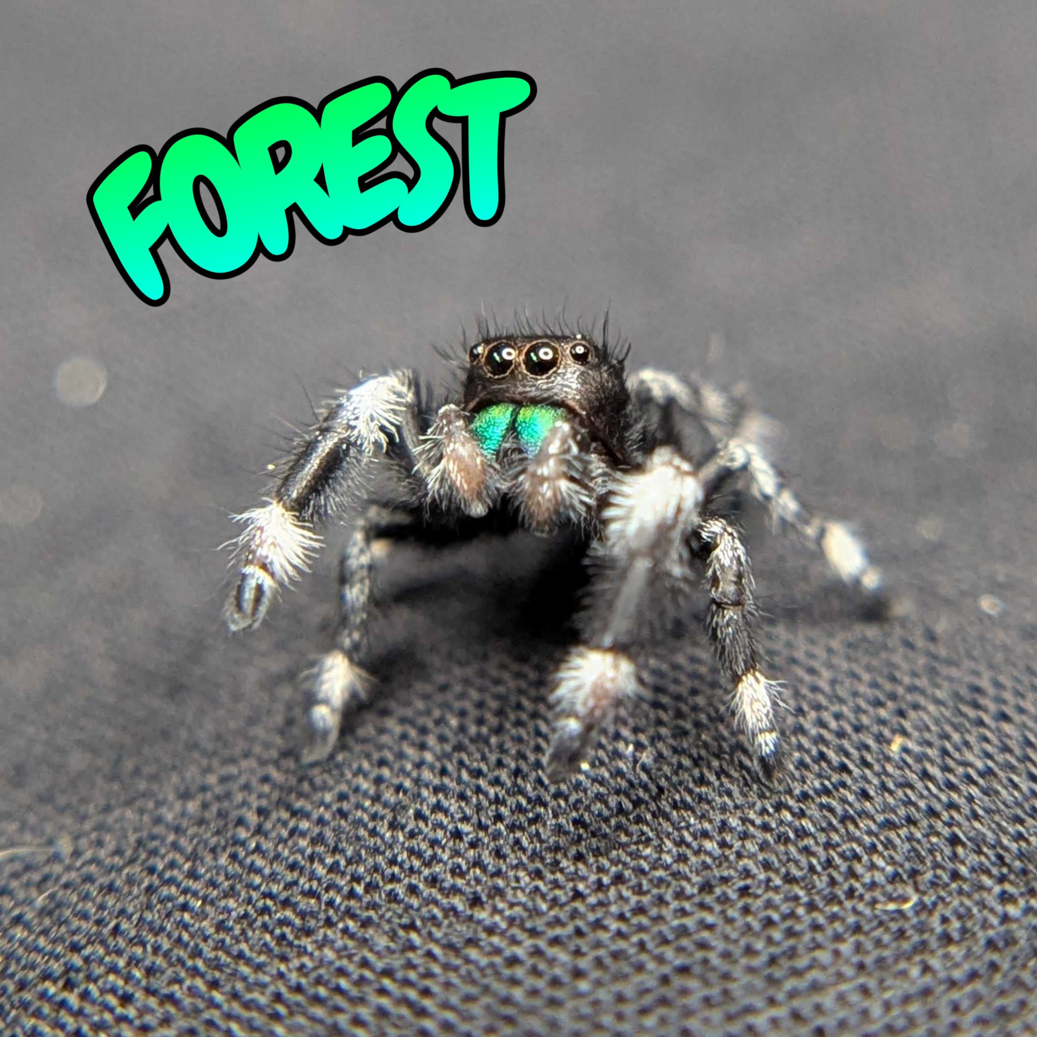 Regal Jumping Spider "Forest"