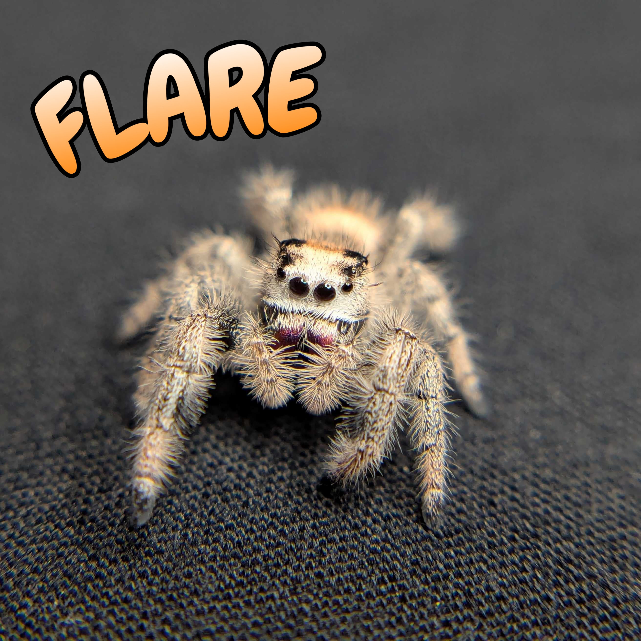 Regal Jumping Spider "Flare"