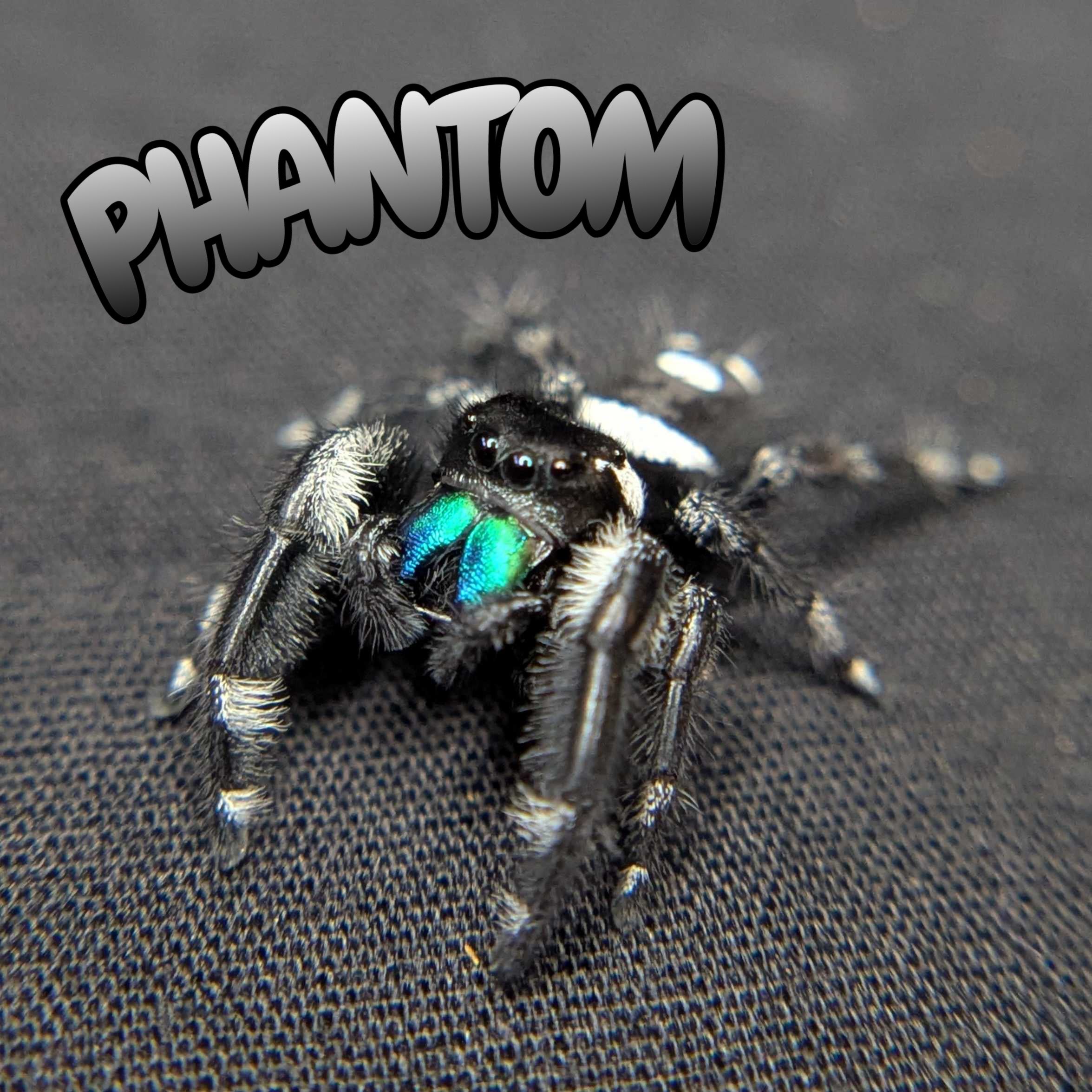 (Apalachicola Locale) Regal Jumping Spider “Phantom”