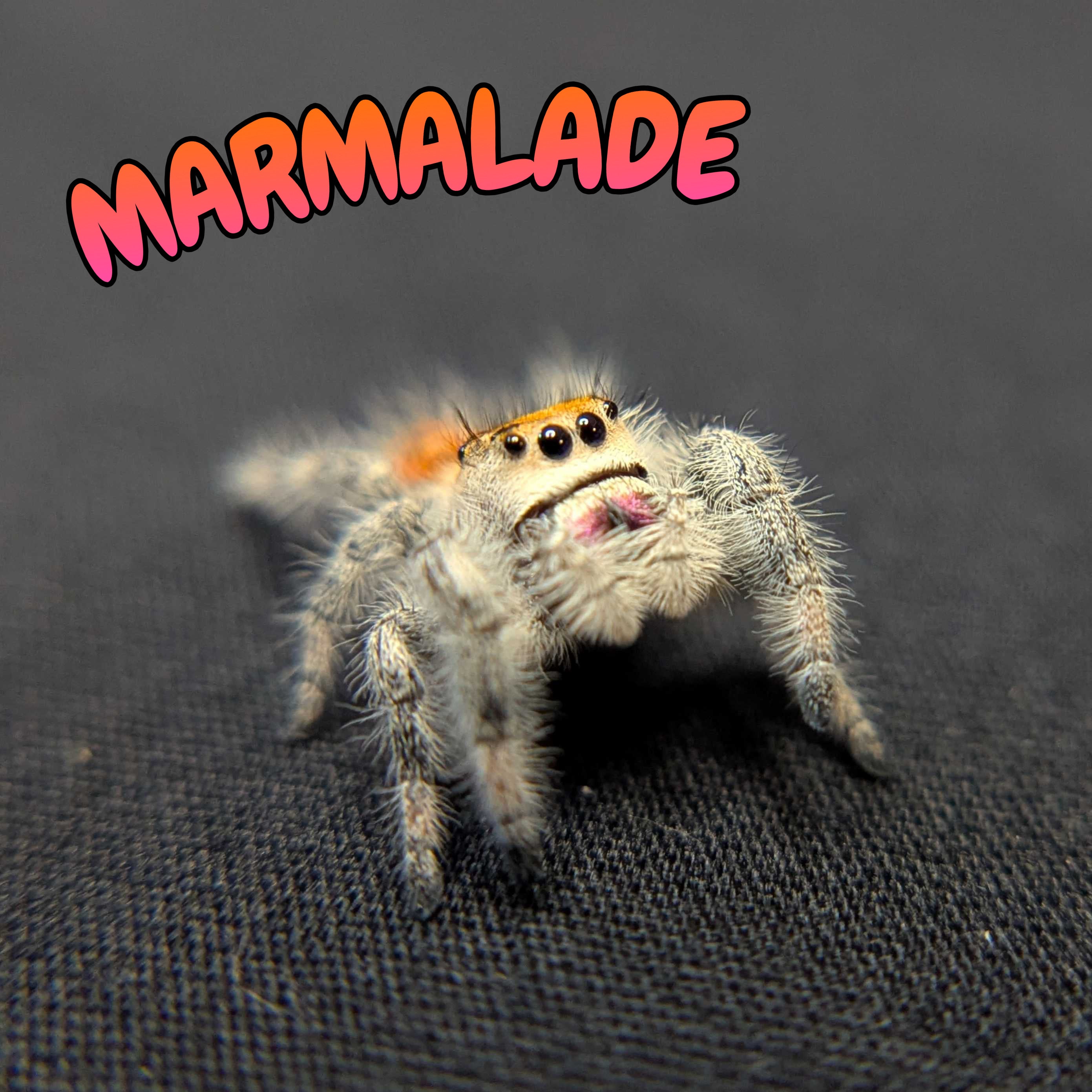 Regal Jumping Spider "Marmalade"