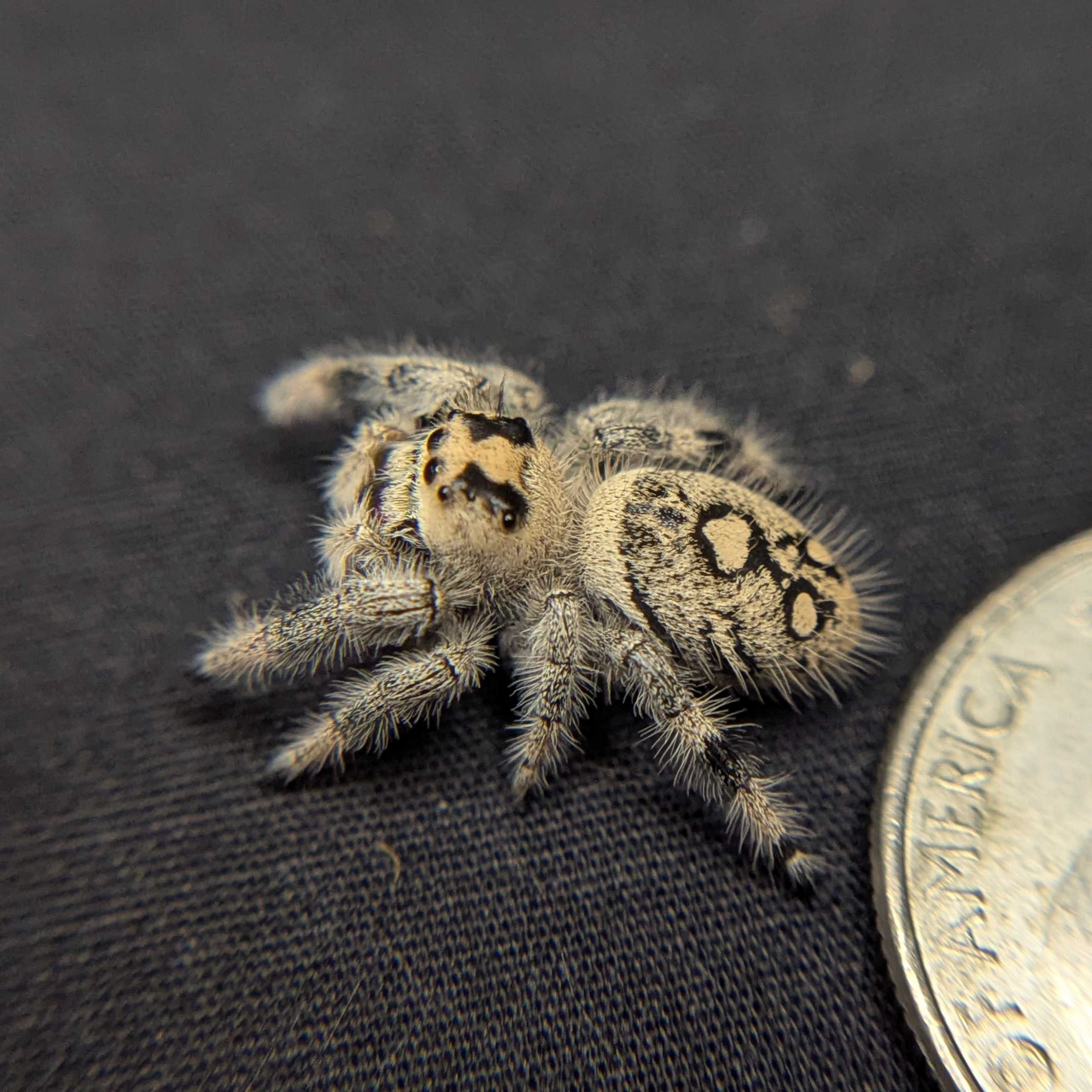 Regal Jumping Spider “Primrose”