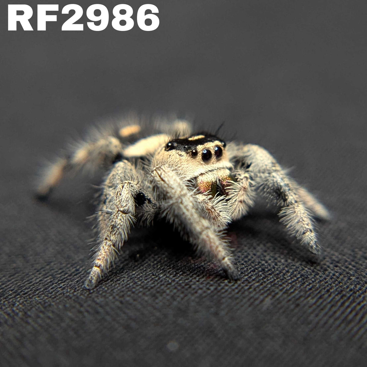 Regal Jumping Spider "Bunny"