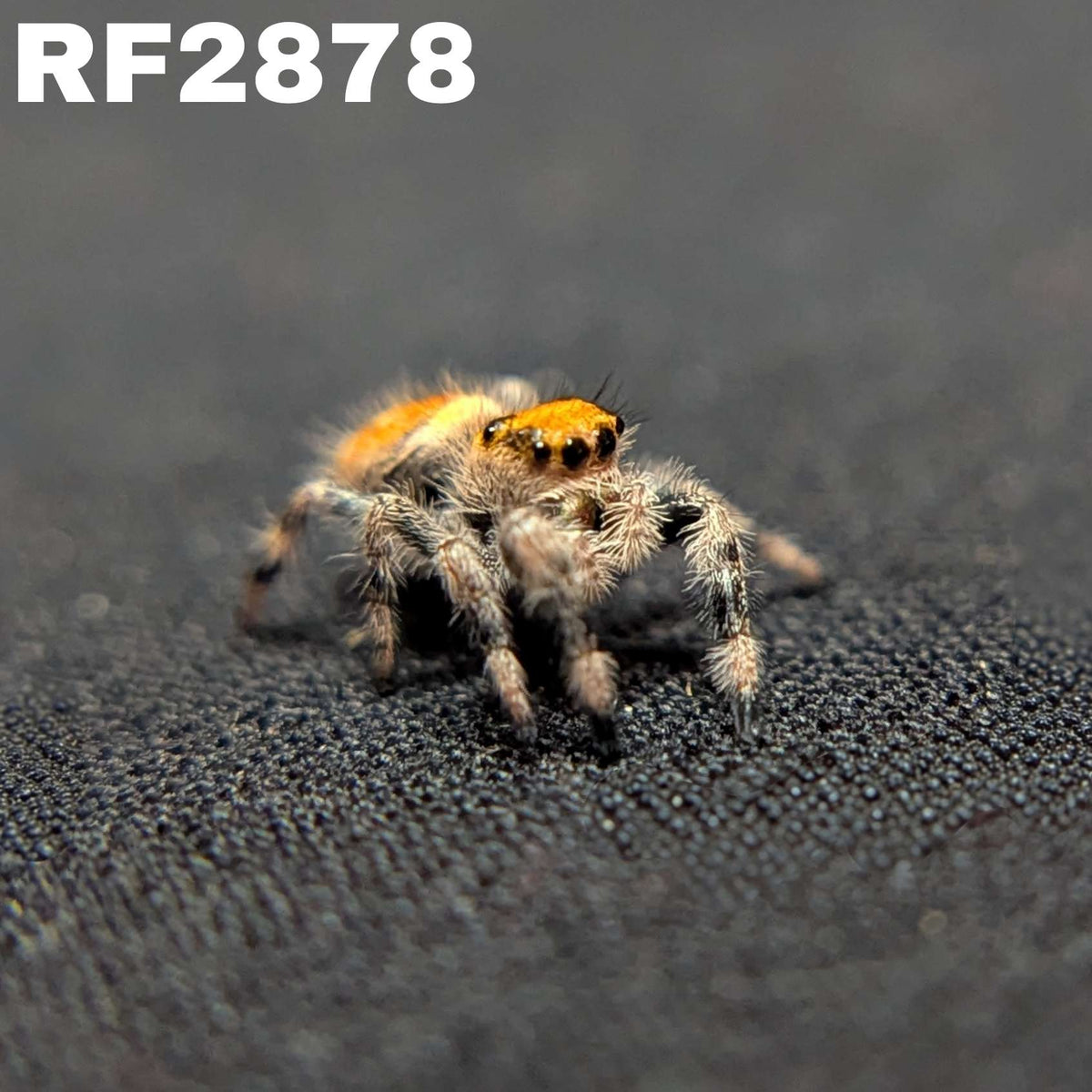 Regal Jumping Spider “Hexic”
