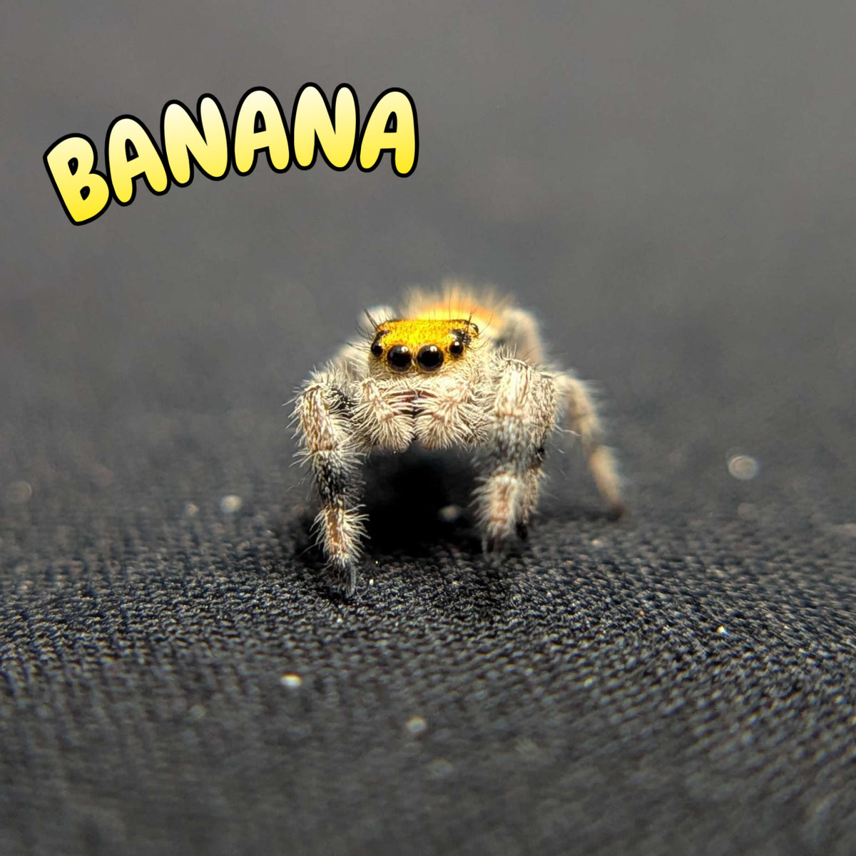 Regal Jumping Spider "Banana"