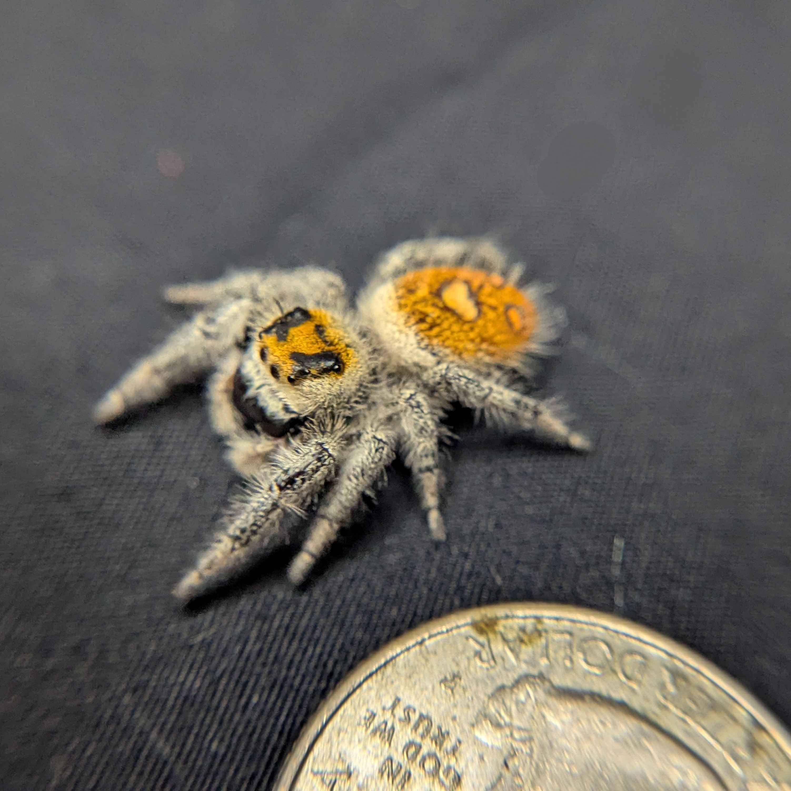 Regal Jumping Spider "Zucchini"