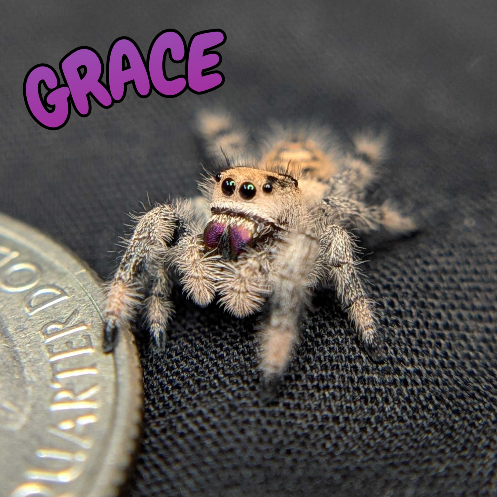 Regal Jumping Spider "Grace"