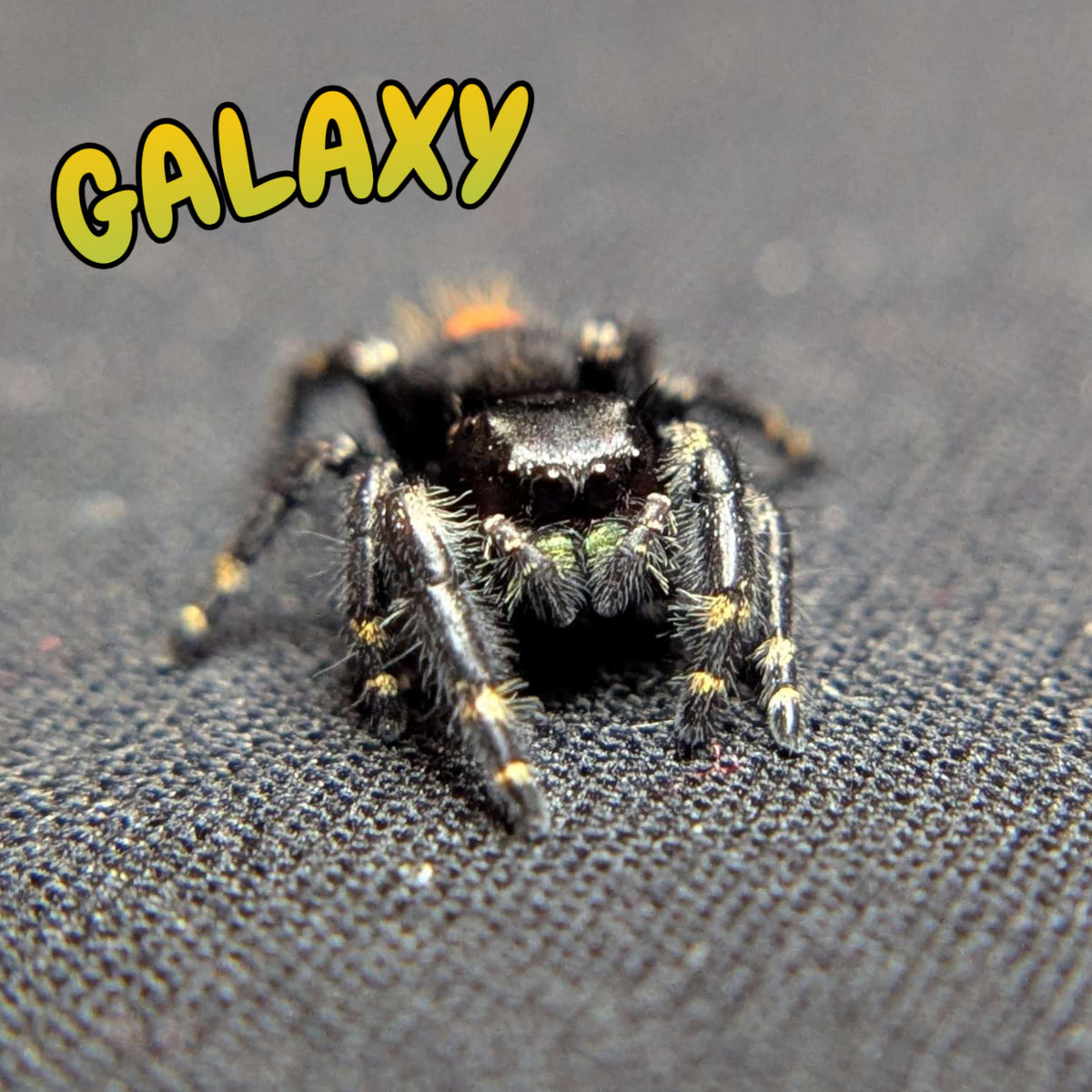 Audax Bryantae Jumping Spider "Galaxy" FUSED SPOT