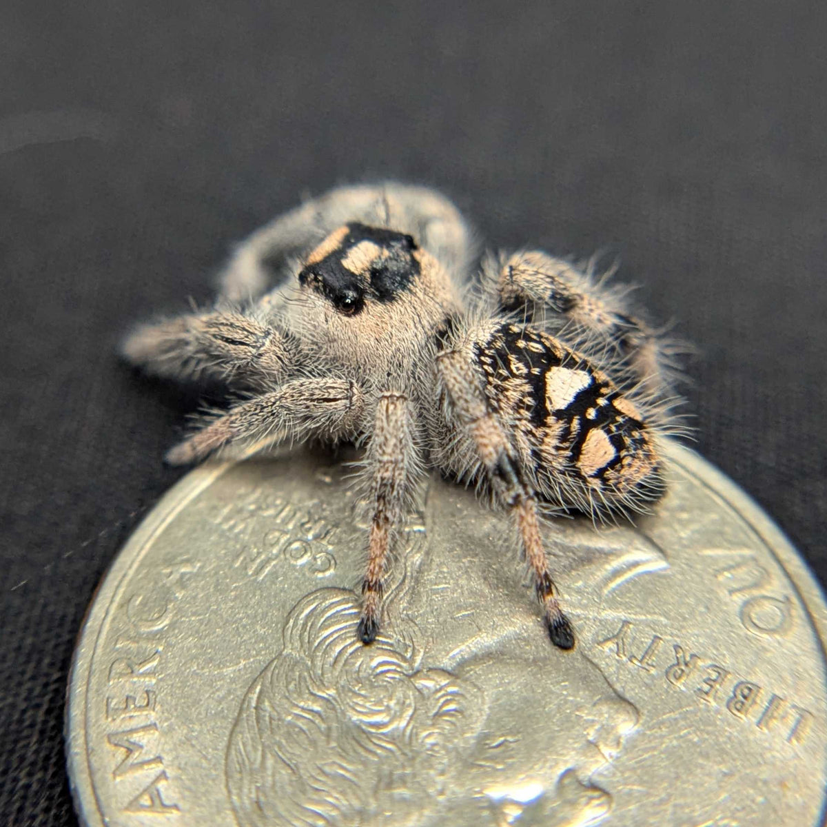 Regal Jumping Spider “Bonnie”