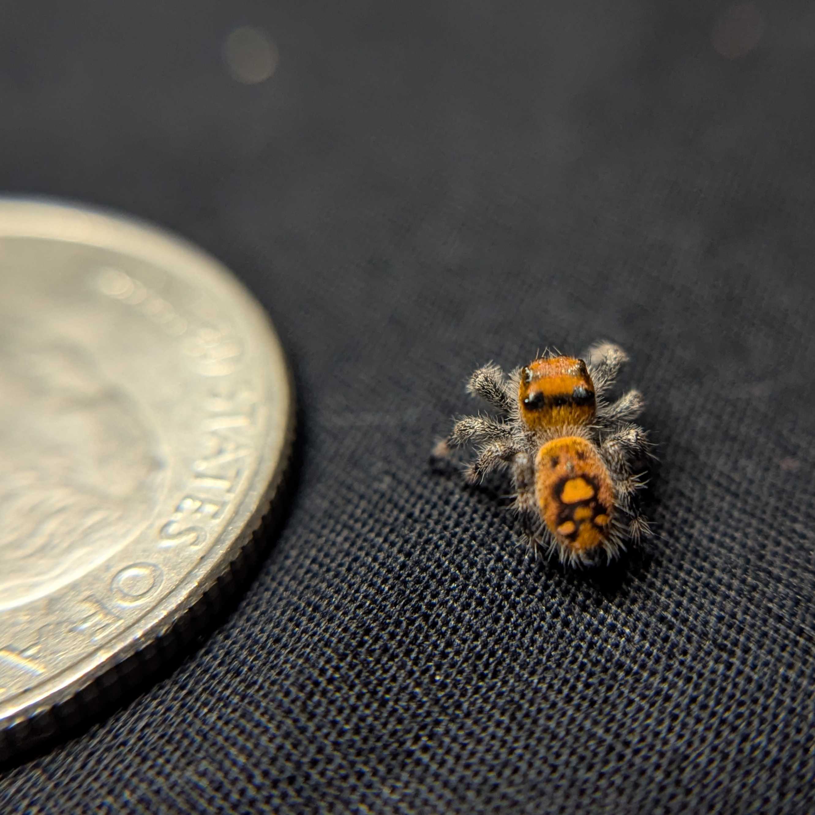 Regal Jumping Spider "Pumpkin"