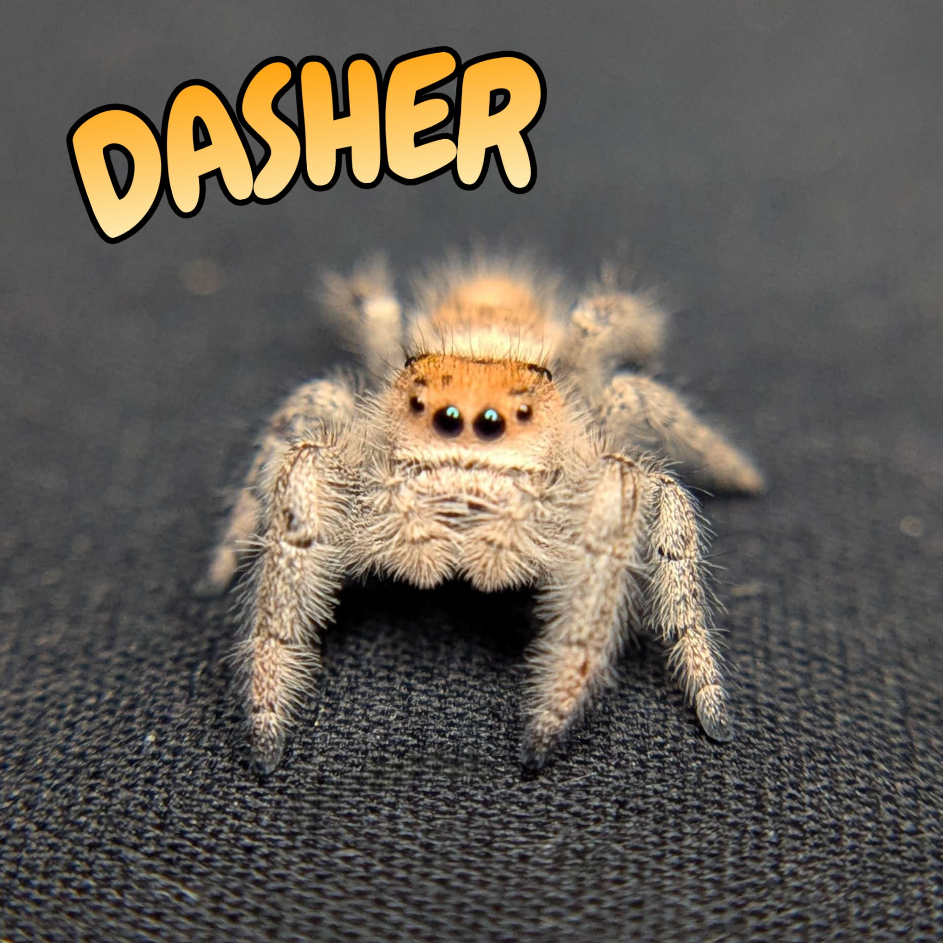 Regal Jumping Spider "Dasher"