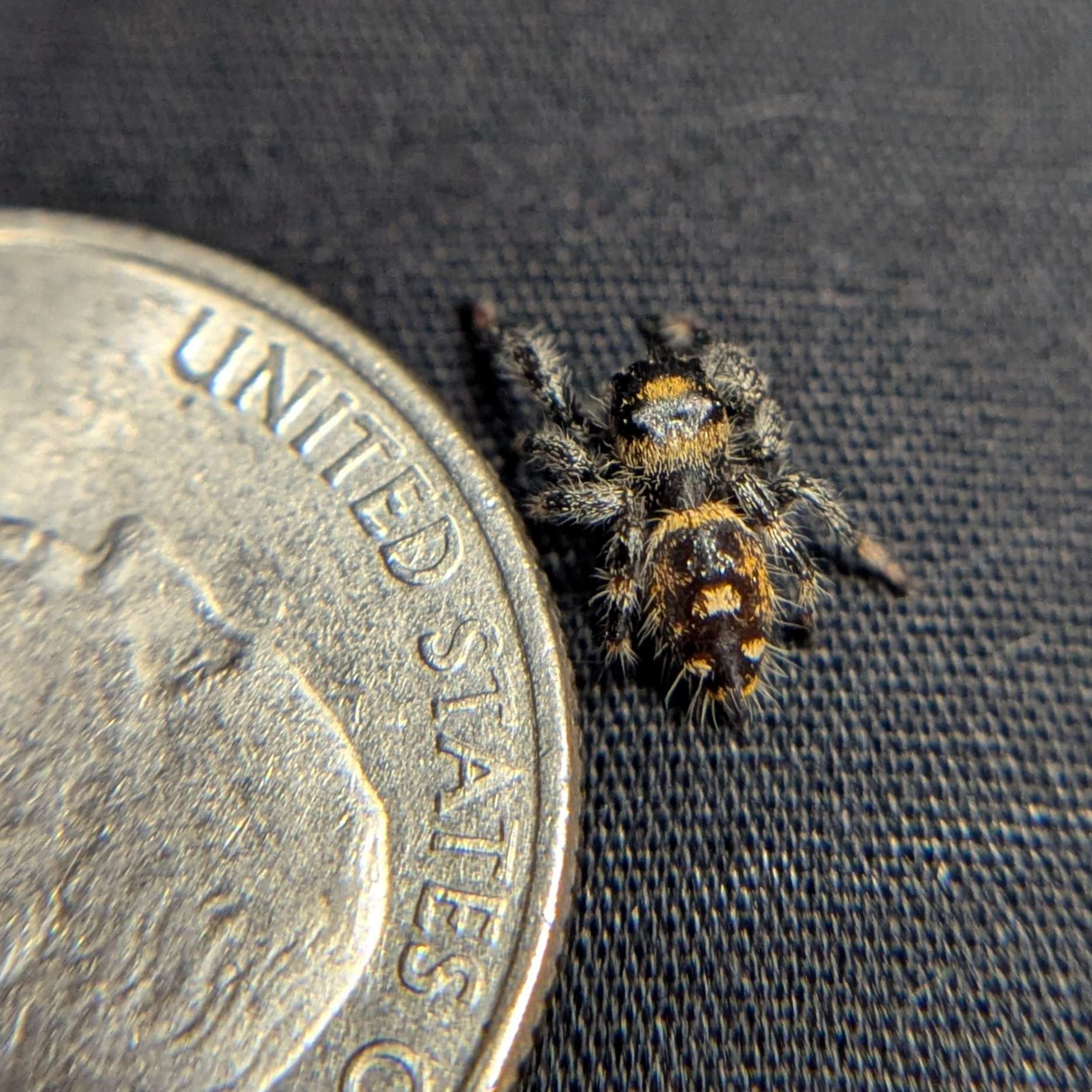 Regal Jumping Spider "Muffin"