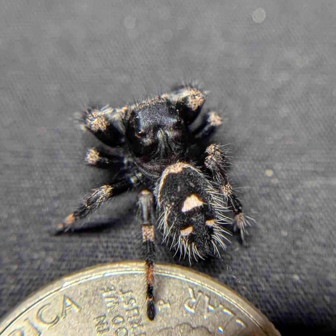 Regal Jumping Spider "Banshee"