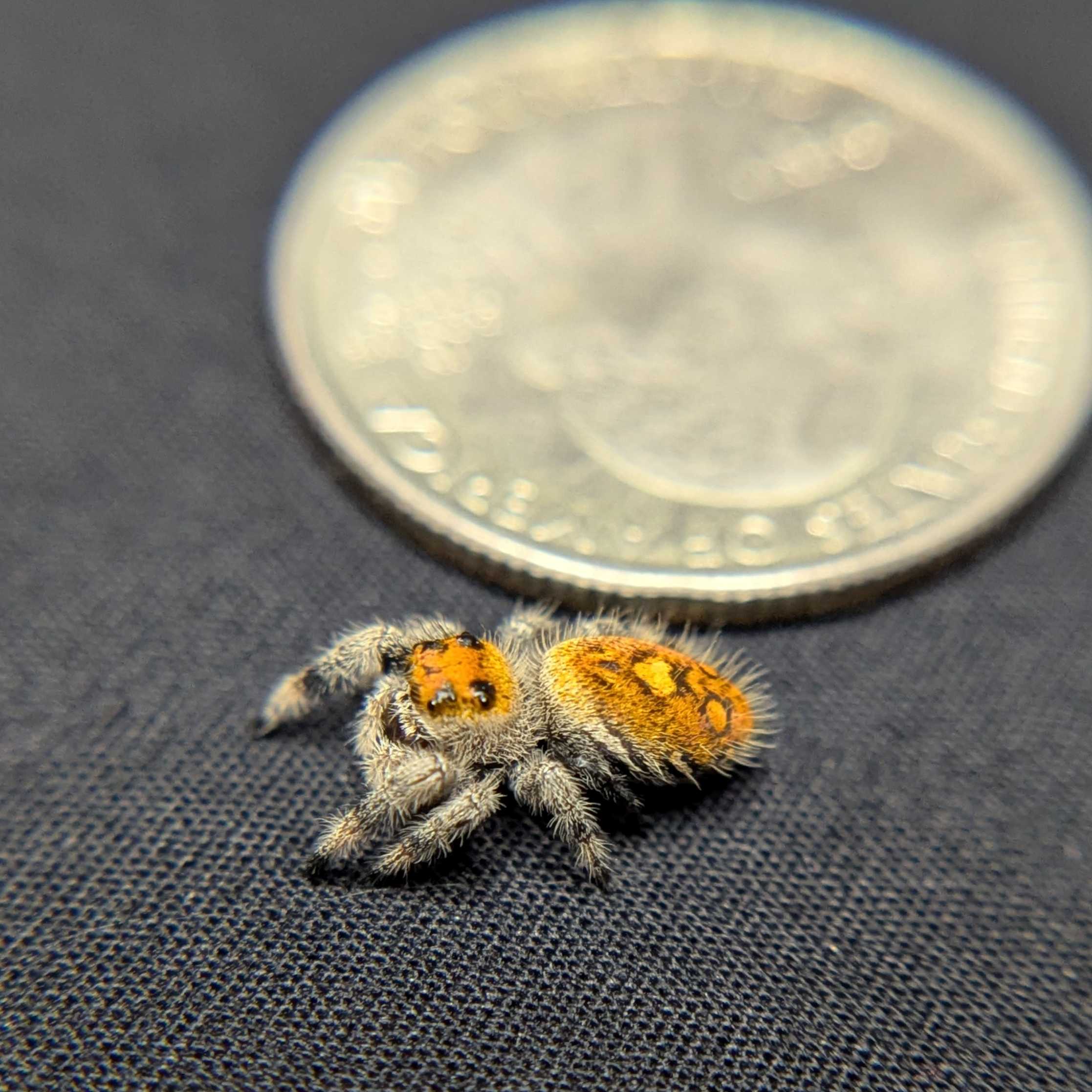 Regal Jumping Spider "Hippy"