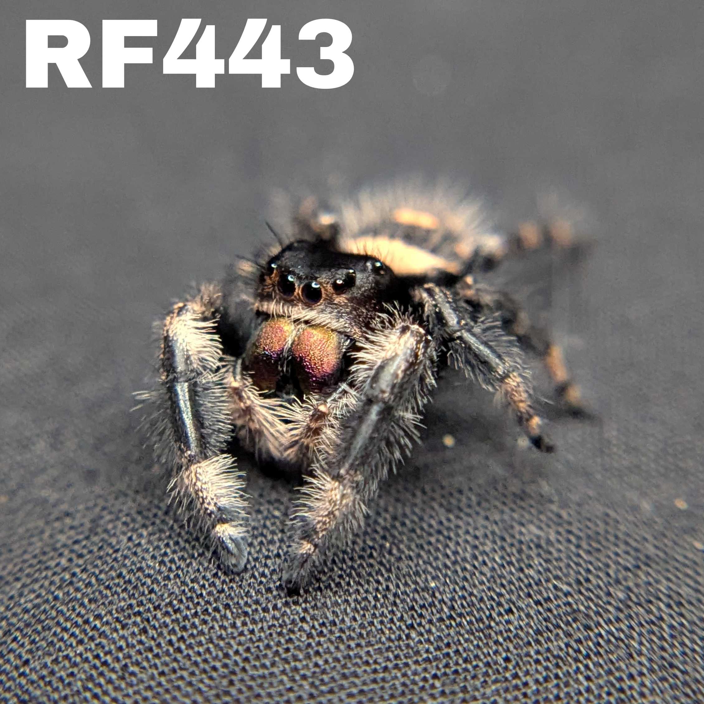 Regal Jumping Spider "Gothic"