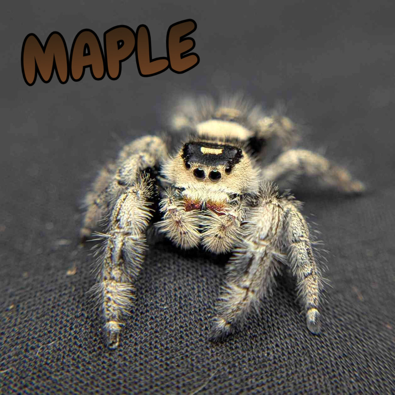 Regal Jumping Spider "Maple"