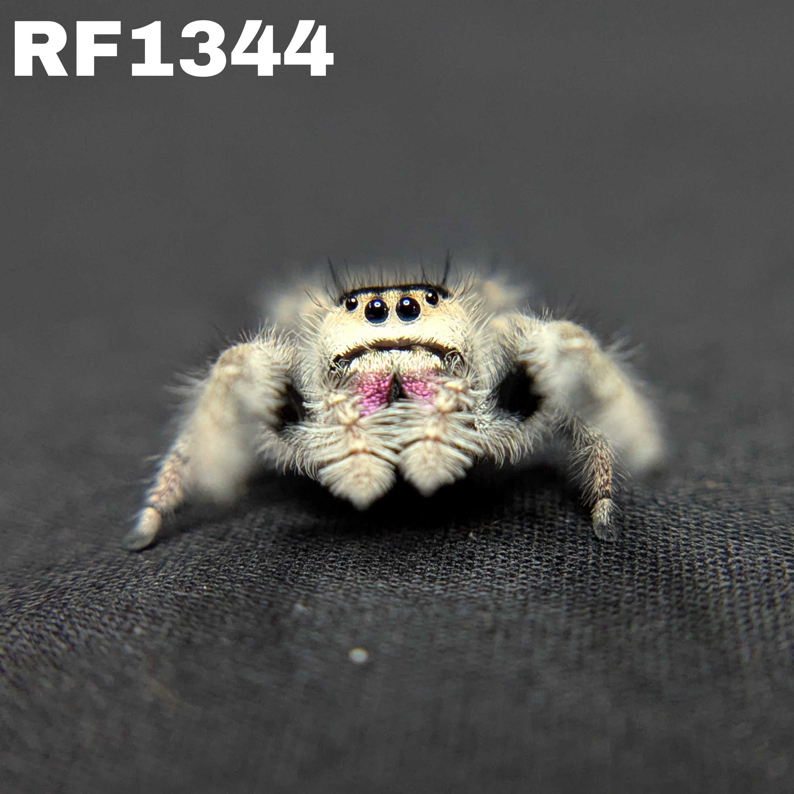 Regal Jumping Spider "Dancer"