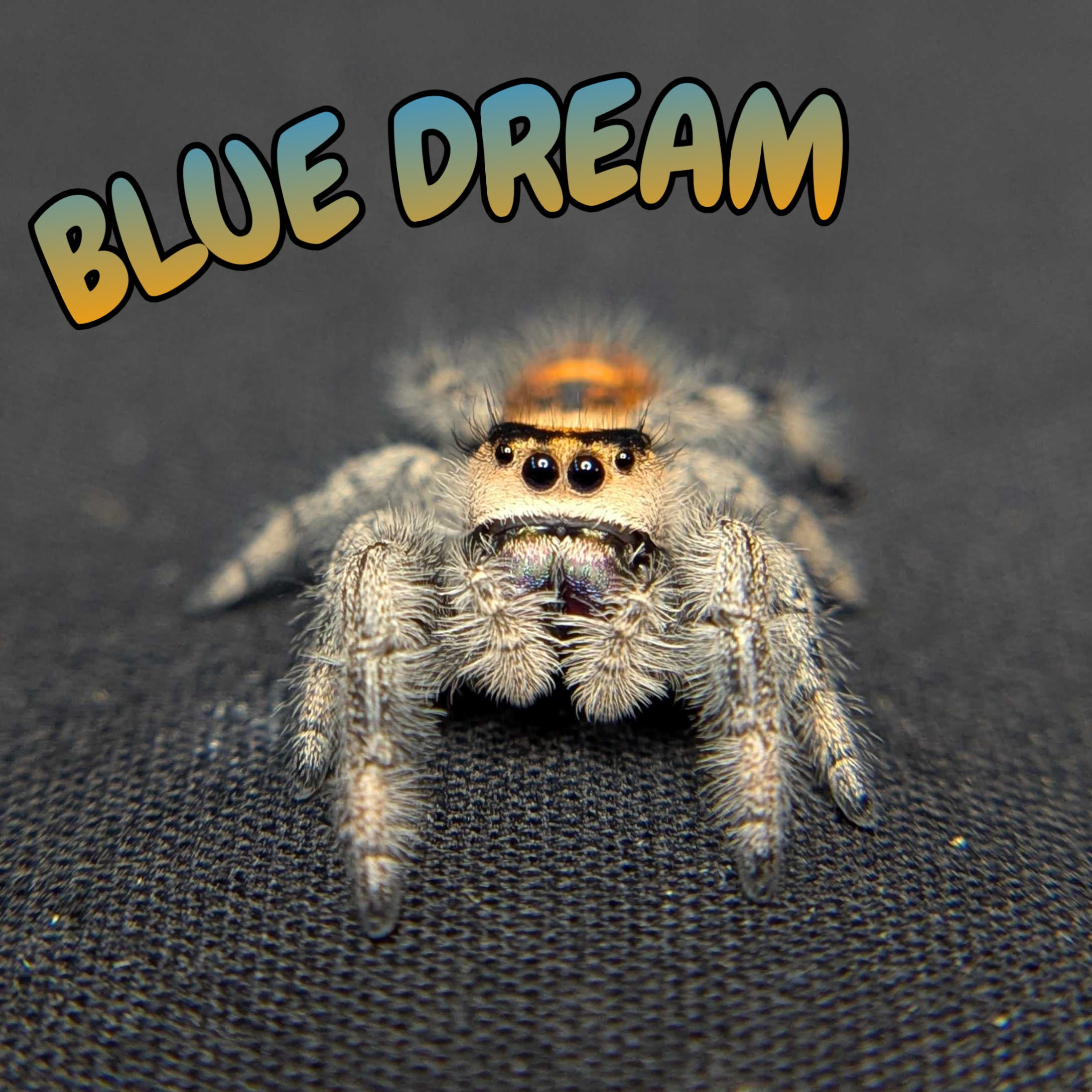 Regal Jumping Spider “Blue Dream”